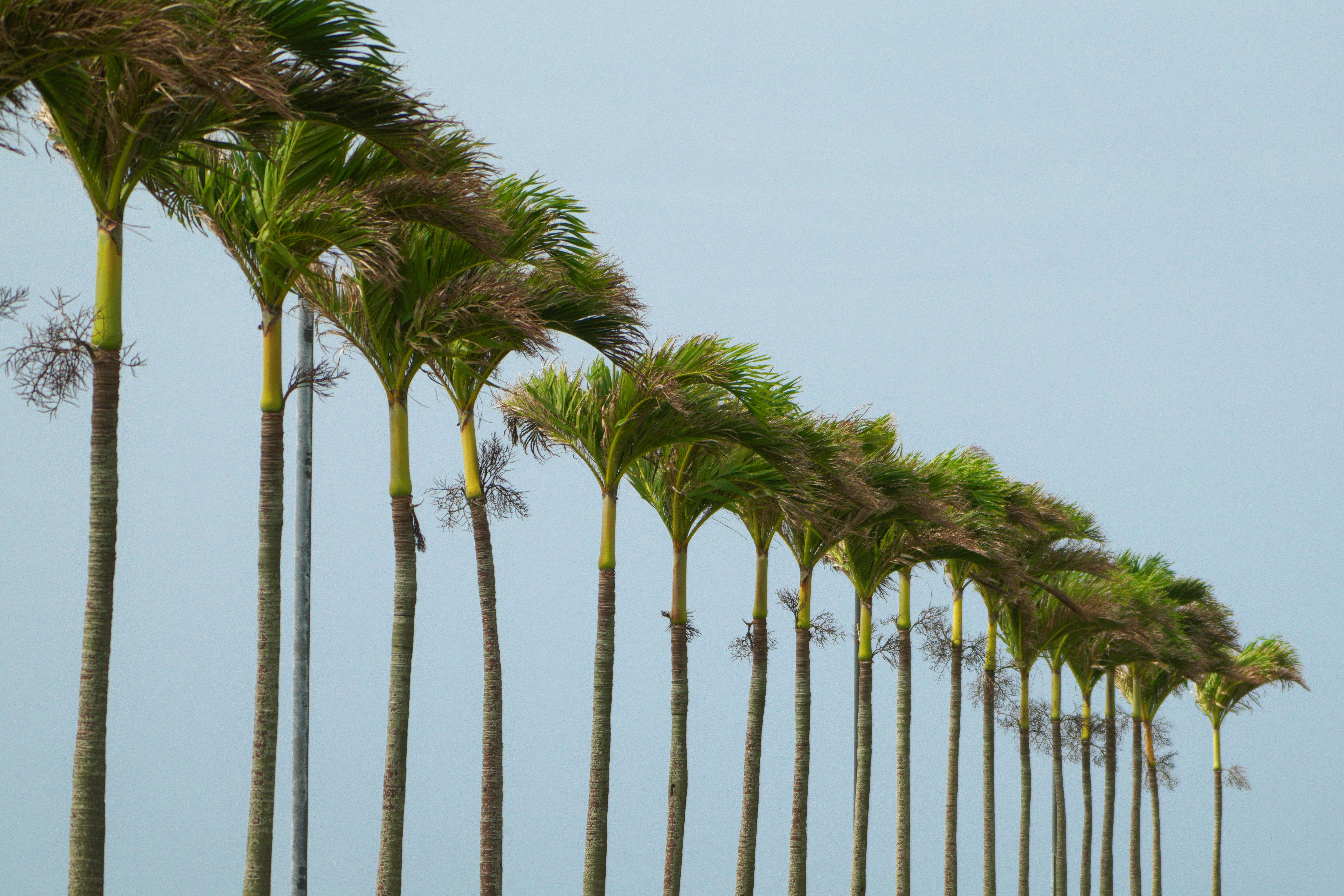 Una fila di palme che si protende verso il cielo