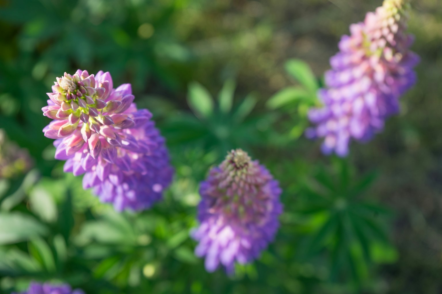 Flores de lupino morado floreciendo en un jardín