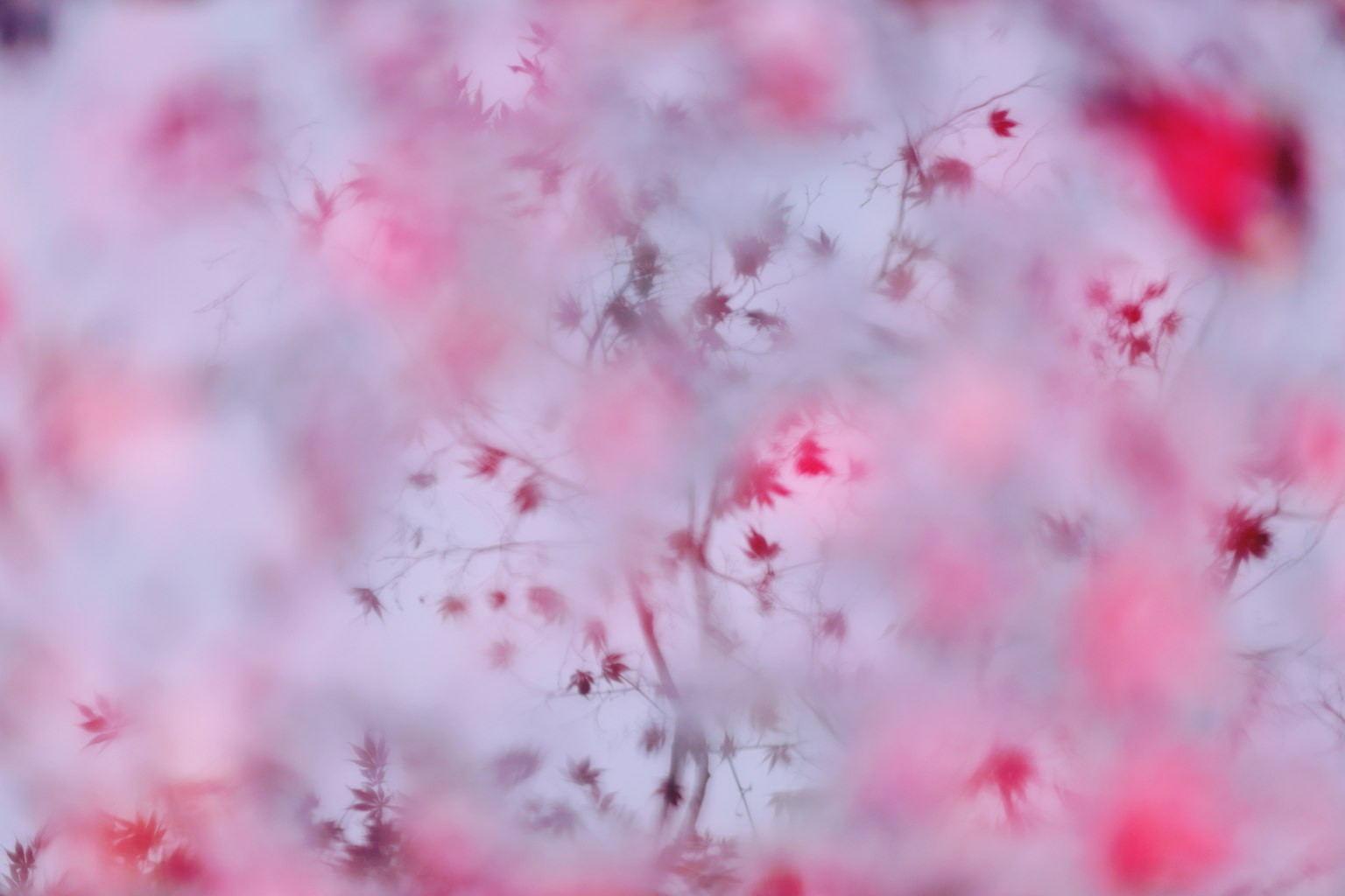 Verschwommene Darstellung von Kirschblüten und Zweigen in sanften Rosa- und Weißtönen