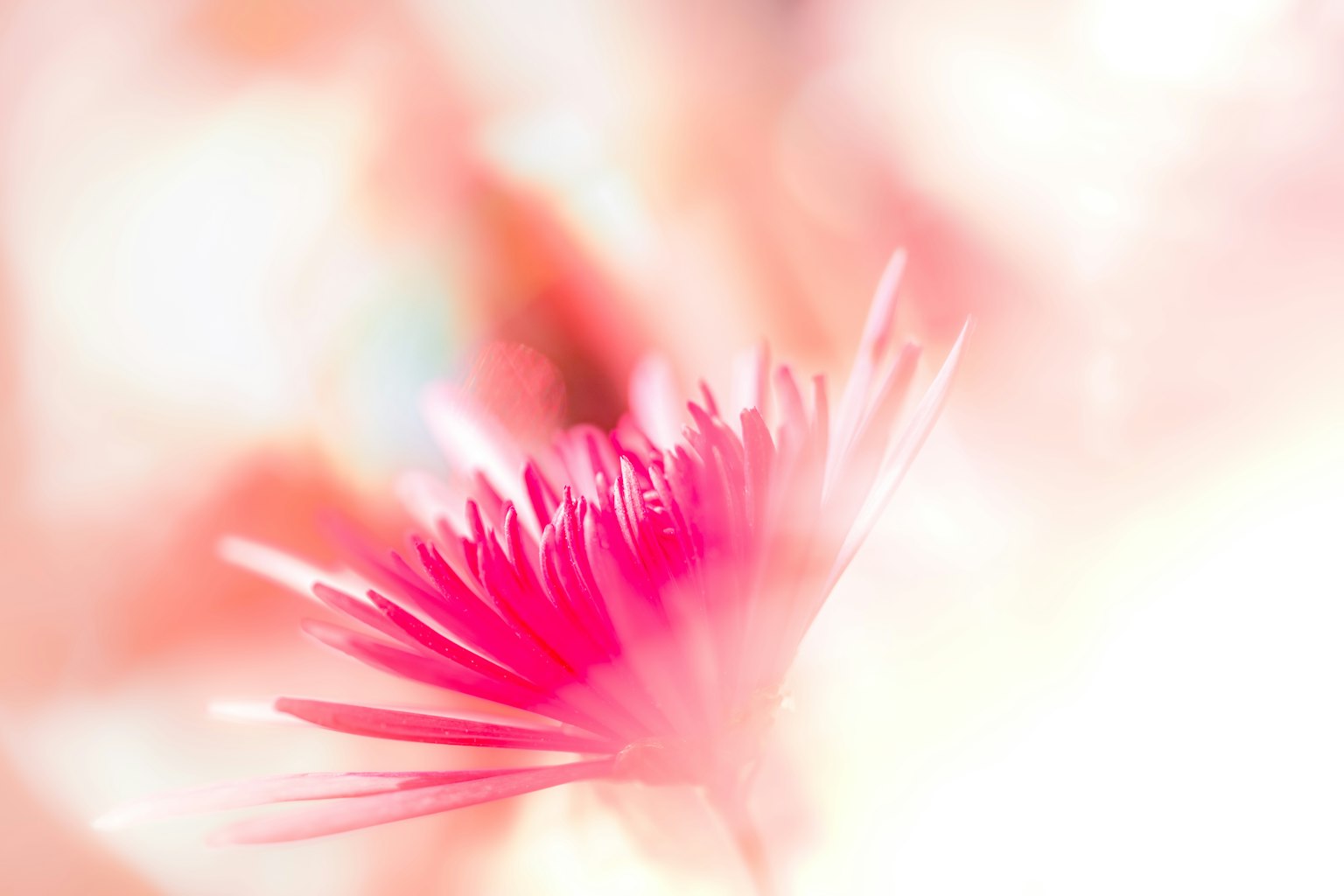 Close-up bunga pink cerah di latar belakang pink lembut