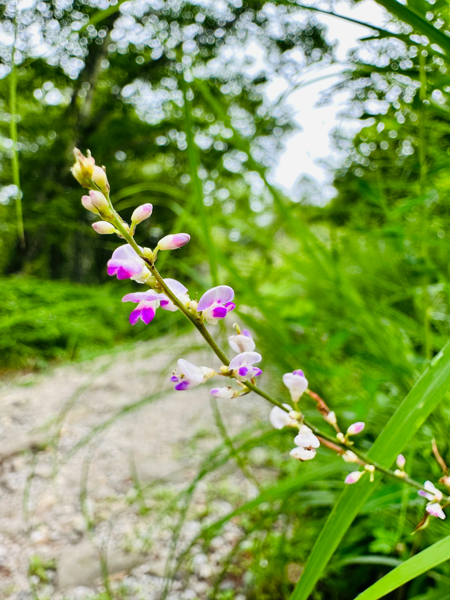绿色背景下有紫色和白色花朵的细茎
