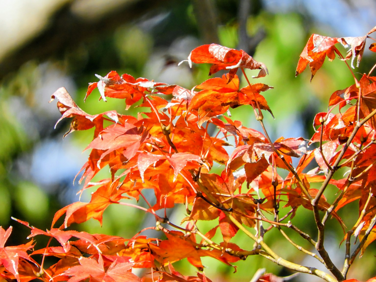 鮮やかなオレンジ色の葉が茂る木の枝のクローズアップ