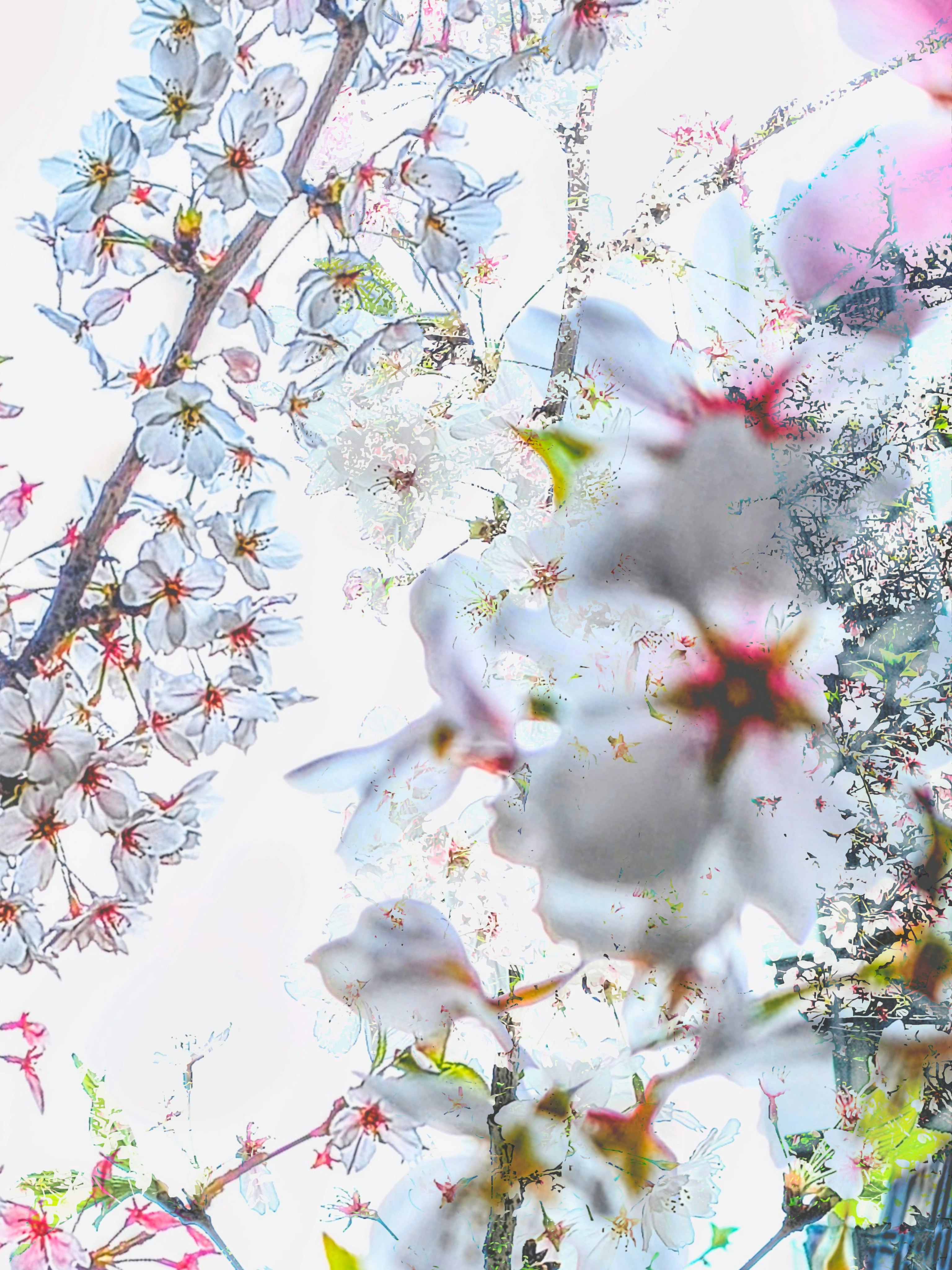 桜の花びらと枝が重なる春の花のクローズアップ