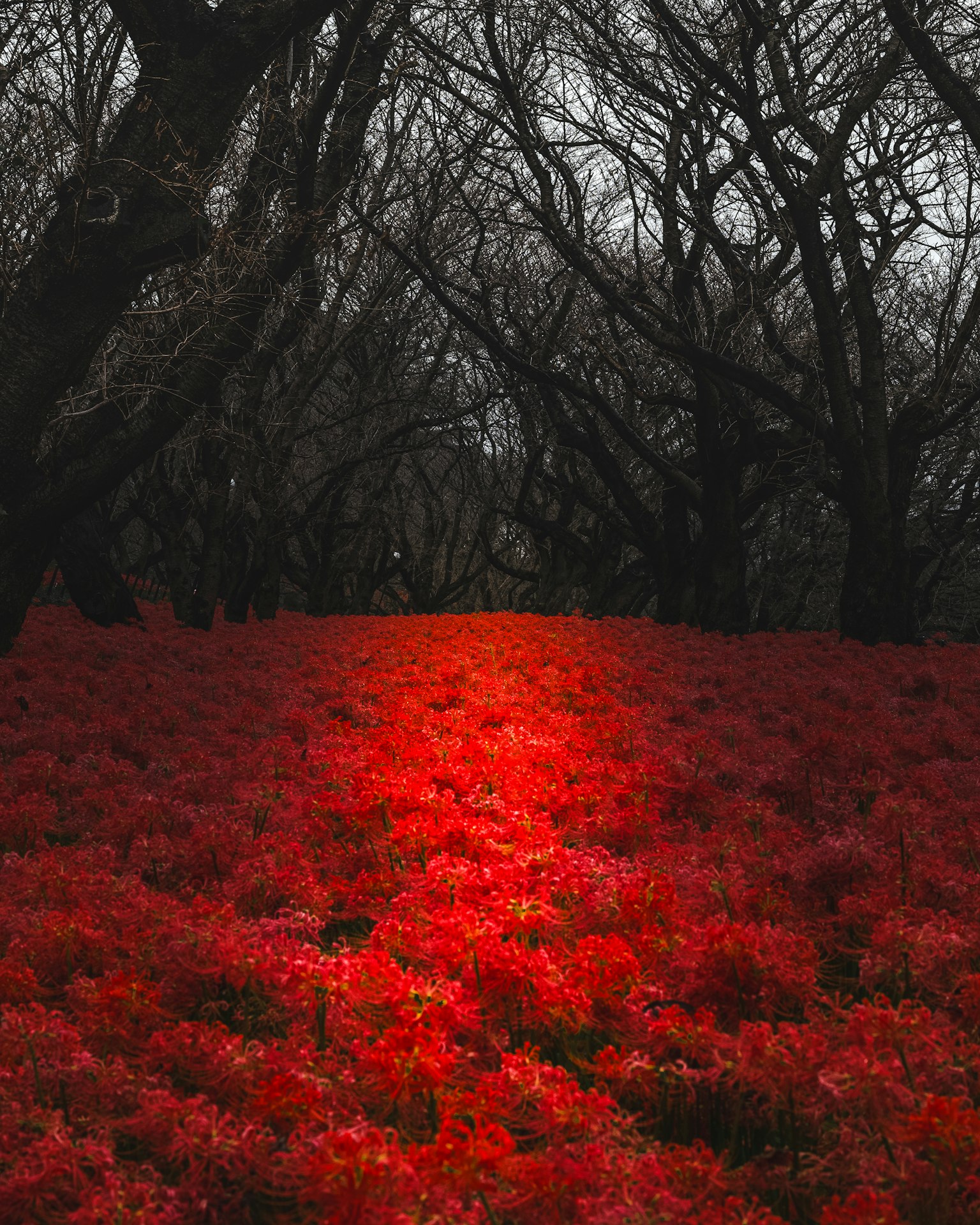 Sentier à travers une forêt de fleurs rouges vives