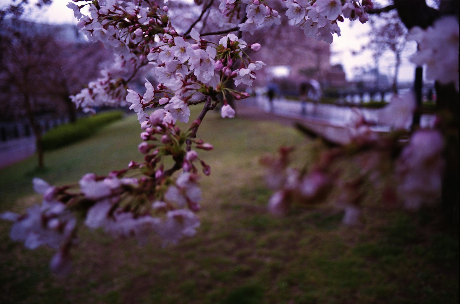 Flores de cerezo en un parque con fondo borroso