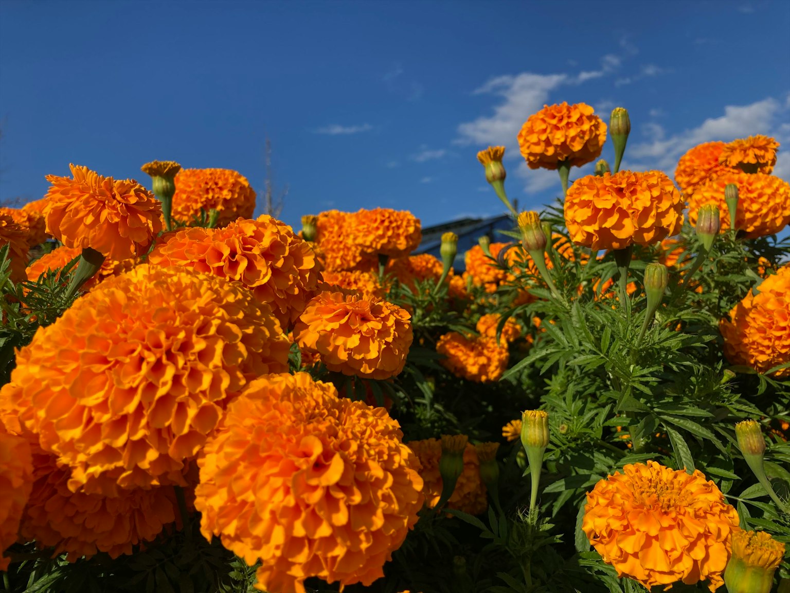 Lebendige orangefarbene Ringelblumen blühen unter einem blauen Himmel