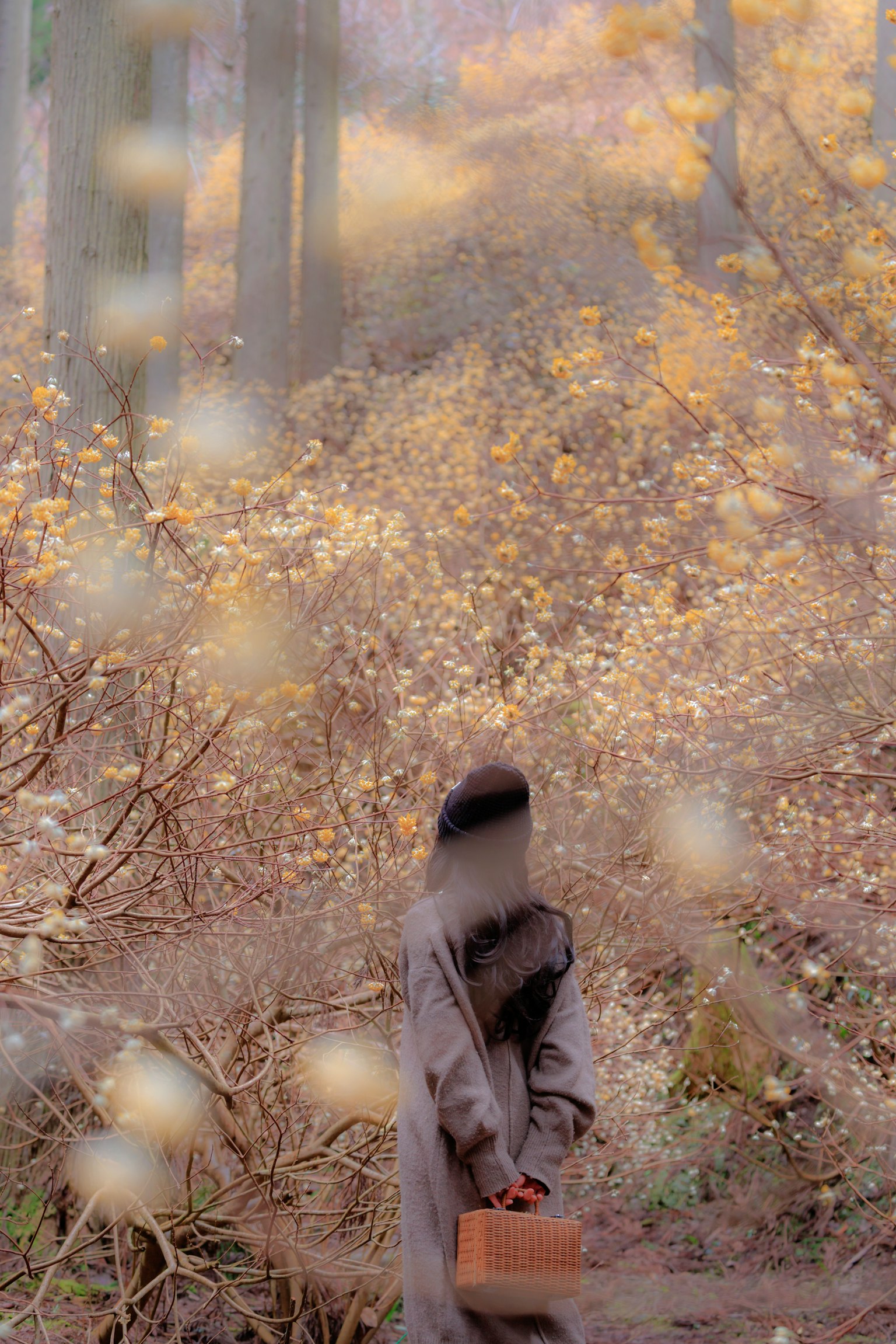 Personne se tenant dans les bois brumeux avec un feuillage d'automne