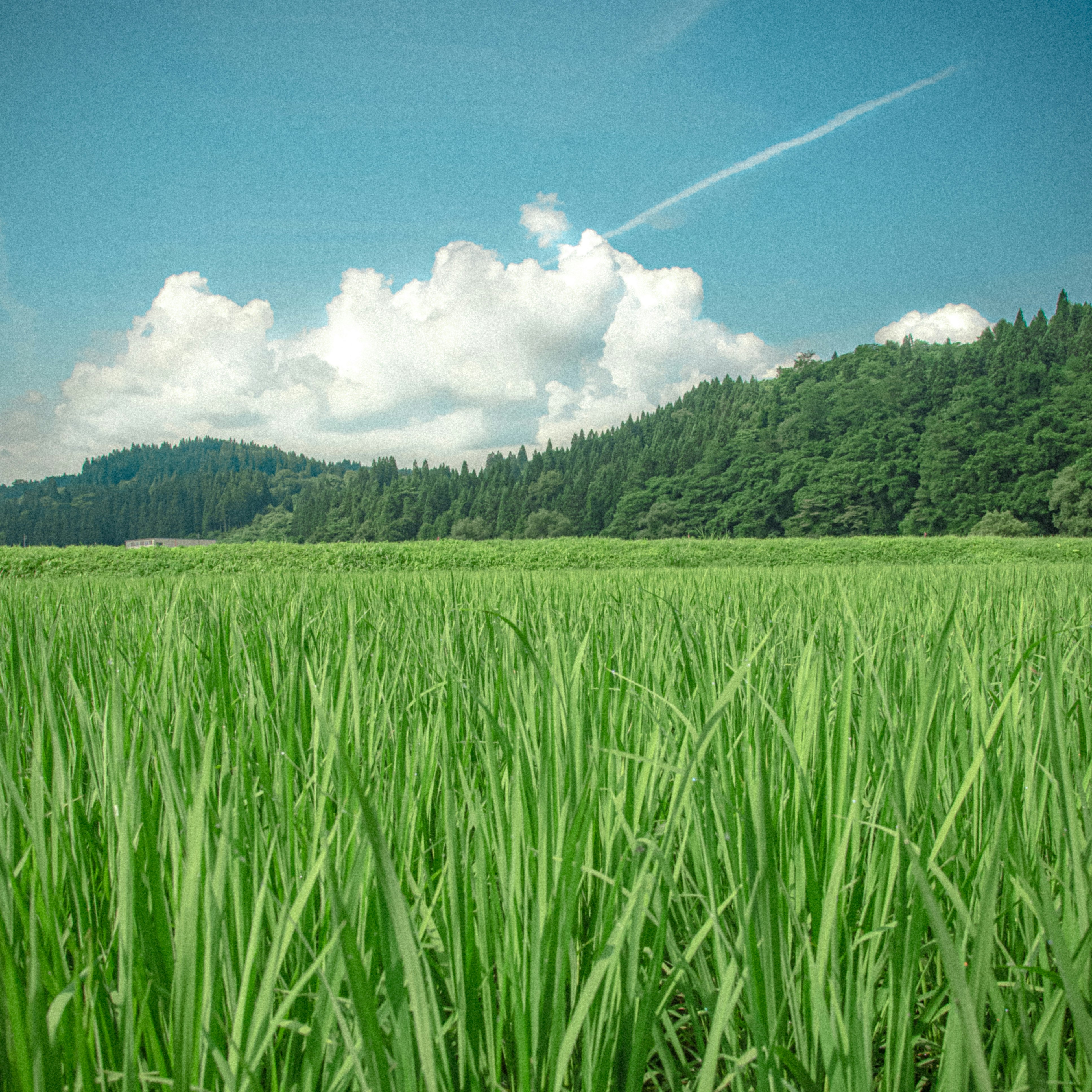 緑の稲原と森に囲まれた山並みの風景