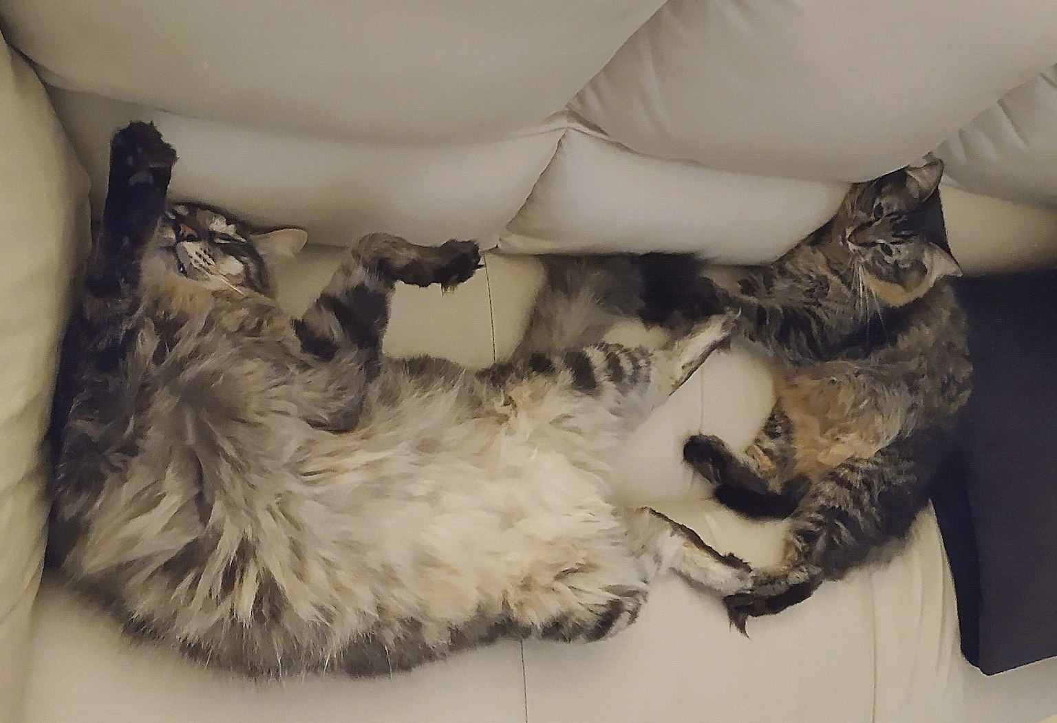 Dos gatos durmiendo en un sofá un gato acostado de espaldas