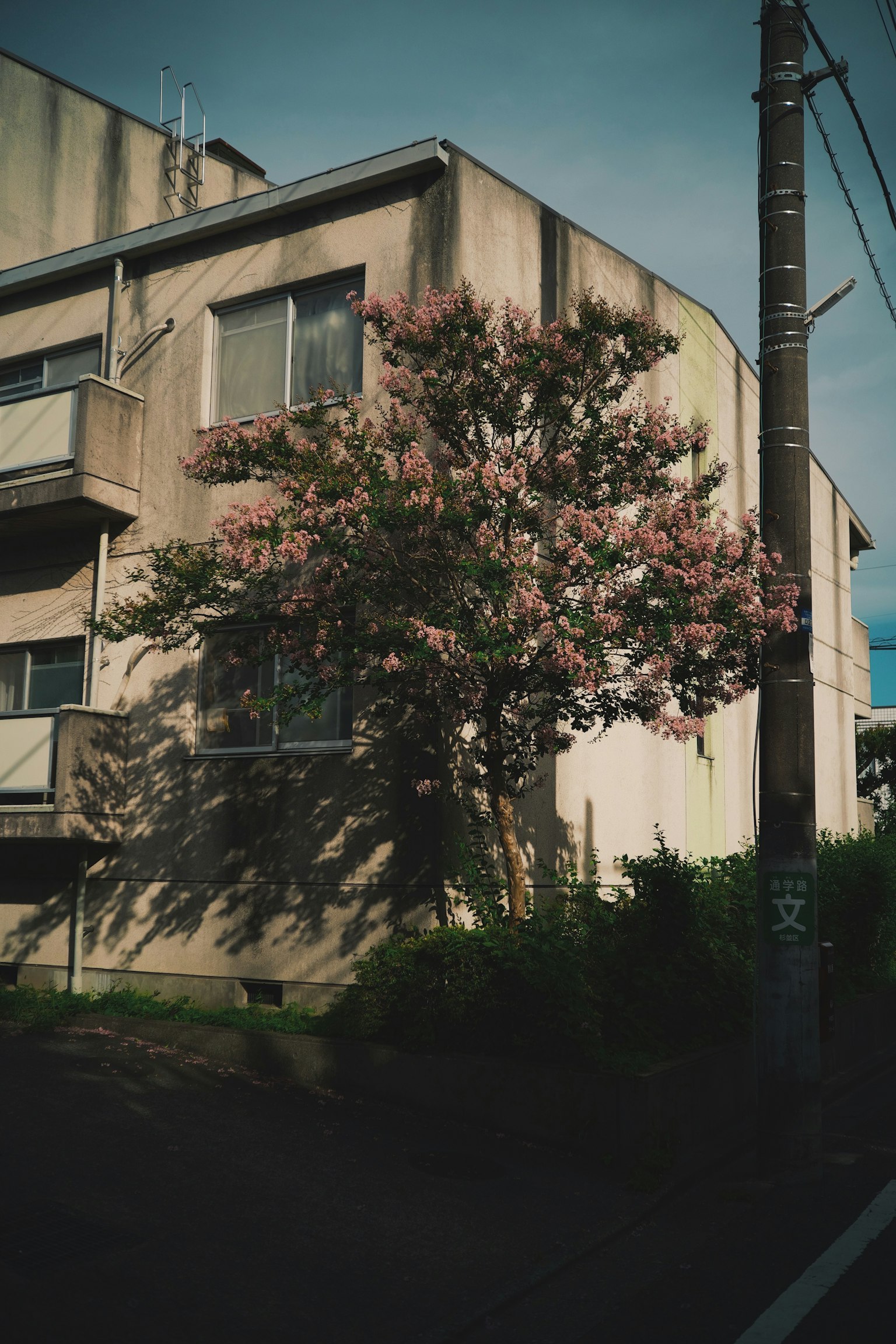 Árbol de flores rosas en la esquina de un edificio en una calle poco iluminada