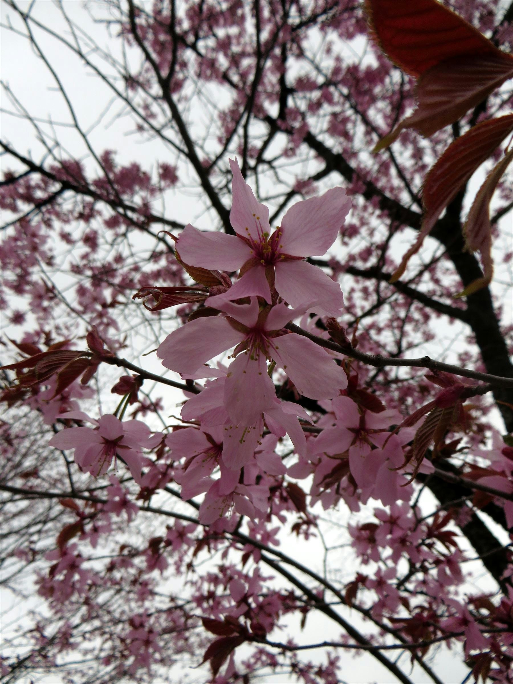 春季天空下枝头的樱花特写