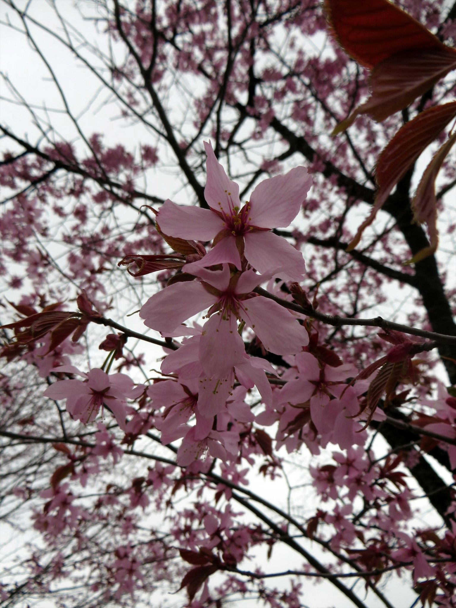 Close-up of cherry blossom flowers on branches