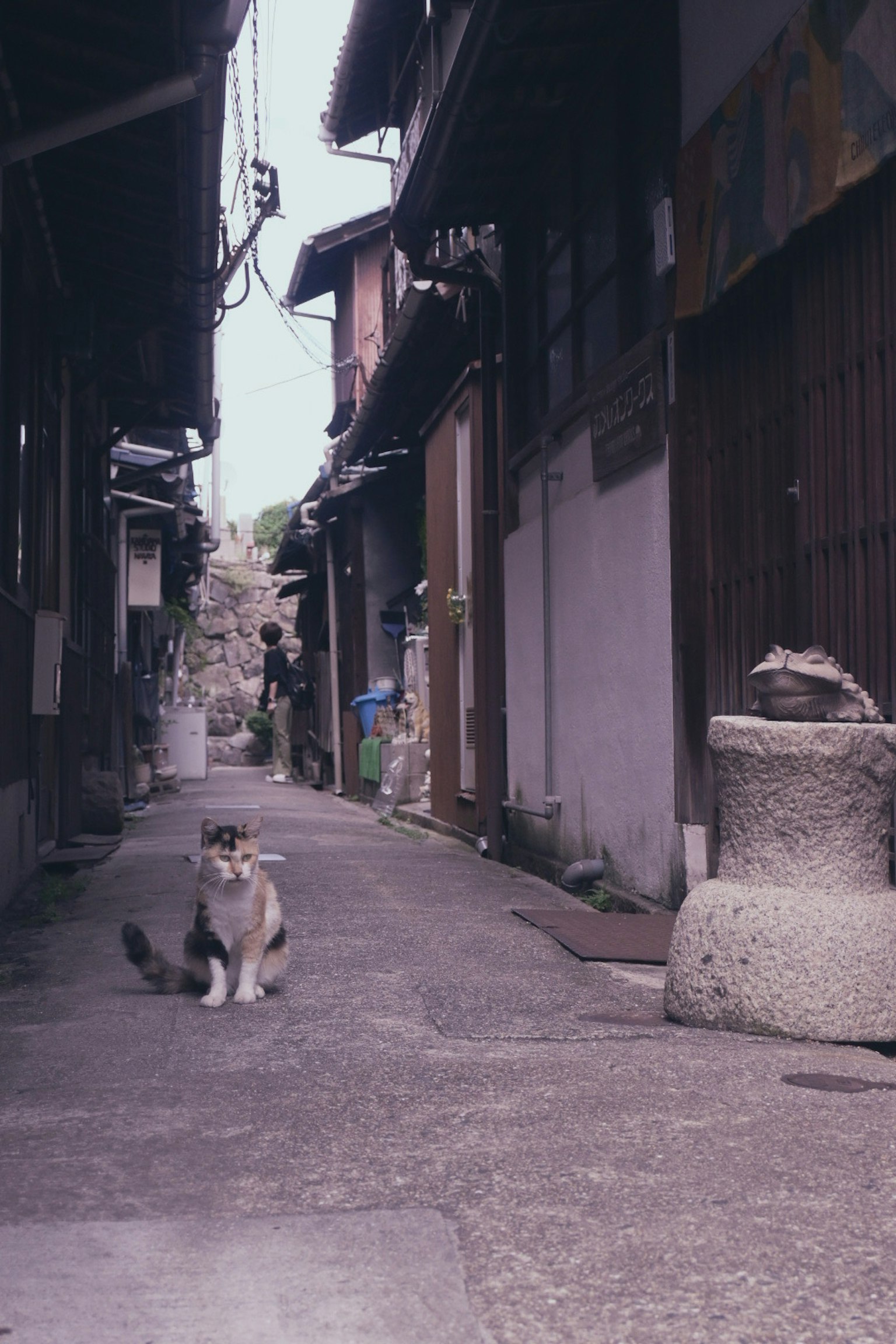 狭い路地に座っている猫と古い建物の風景