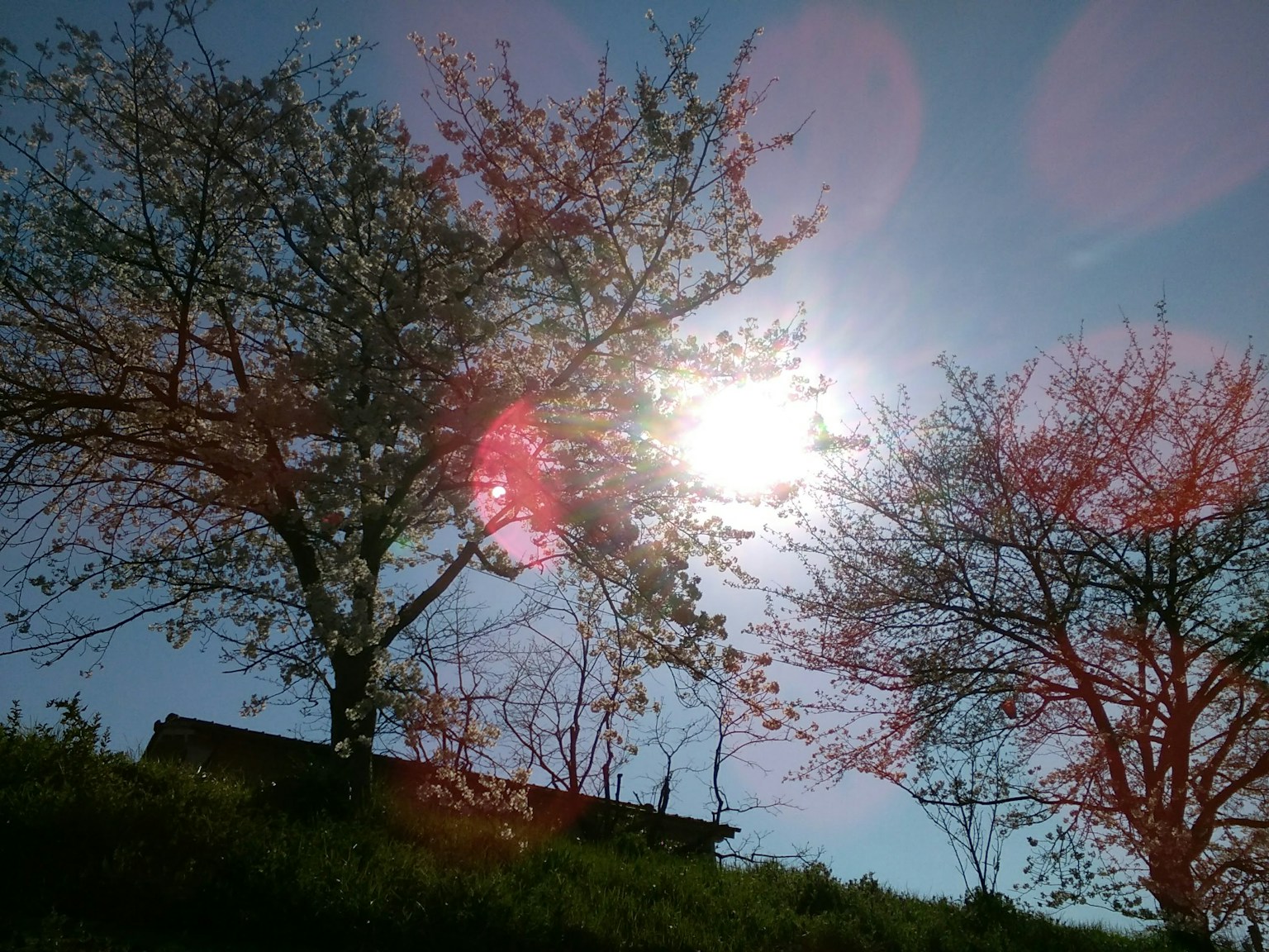 Alberi in fiore sotto una luce solare brillante