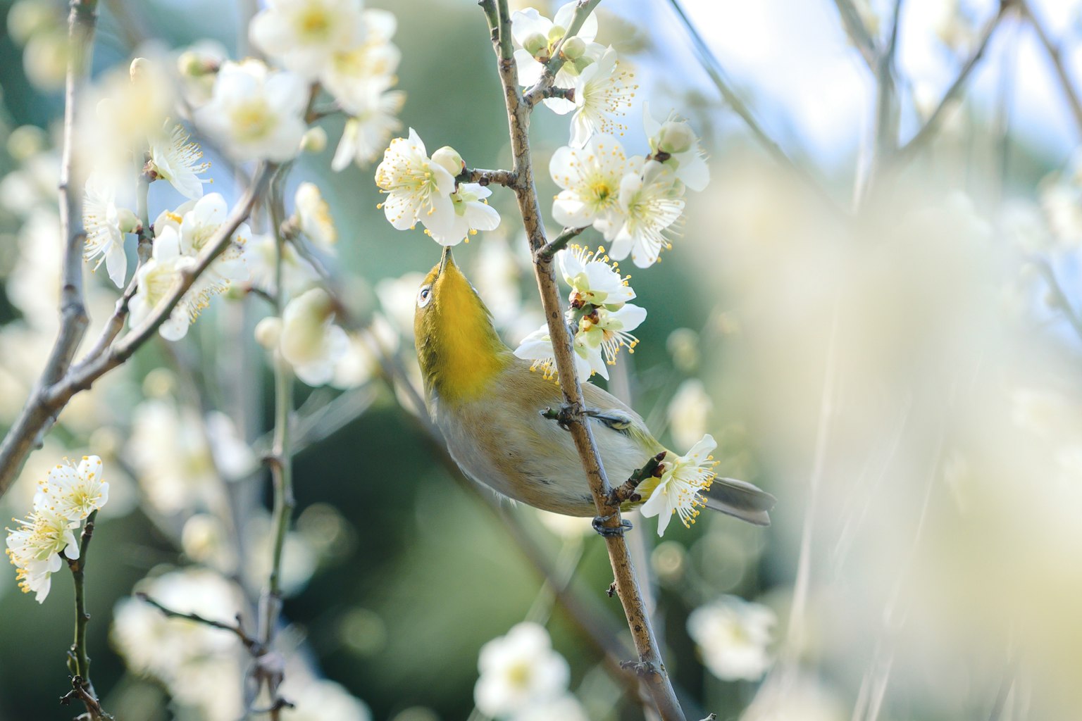 นกตัวเล็กที่หาอาหารในดอกไม้สีขาว