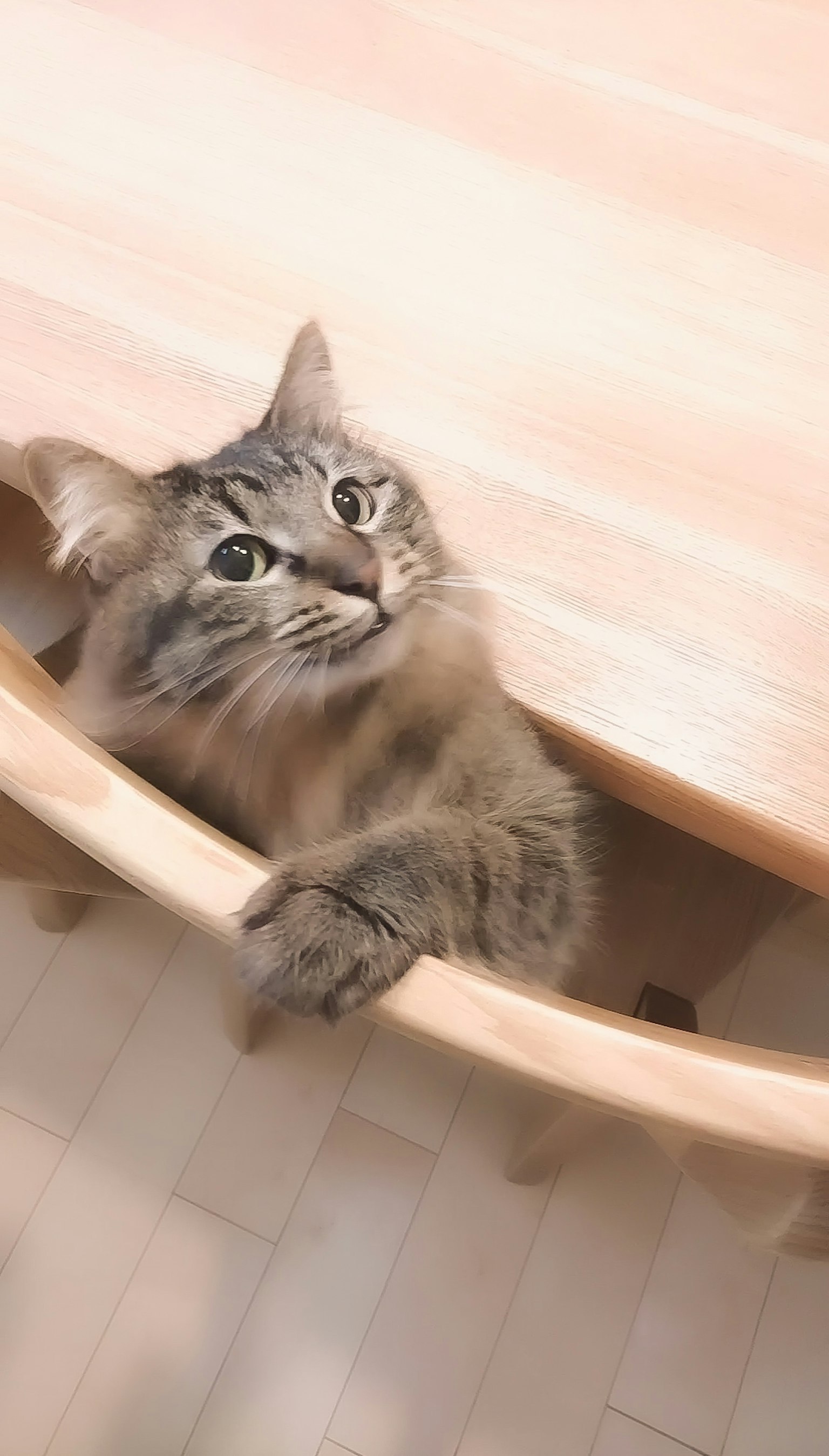 从桌子下探出头的灰色猫