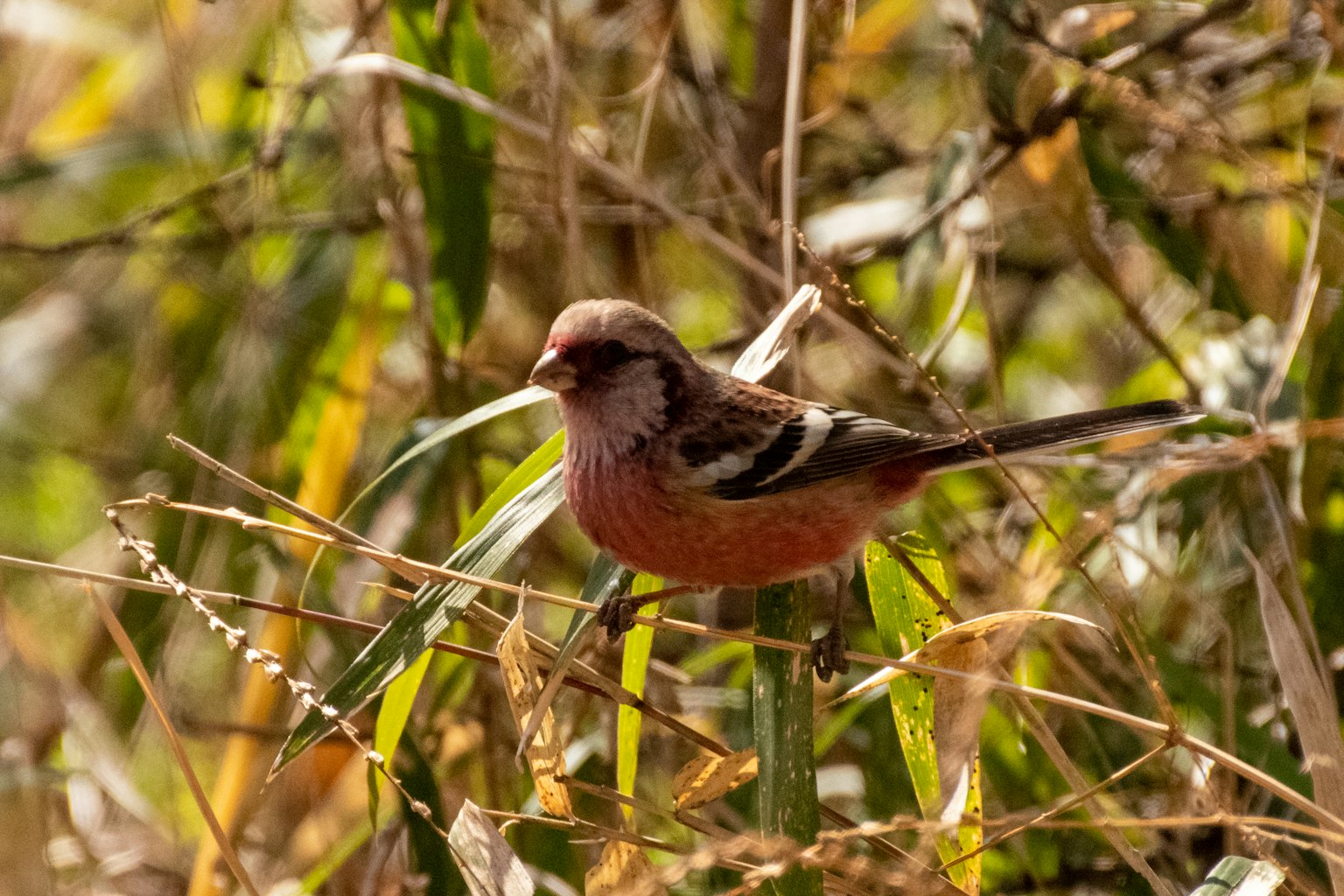A small bird with brown feathers and a slender tail perched among grass