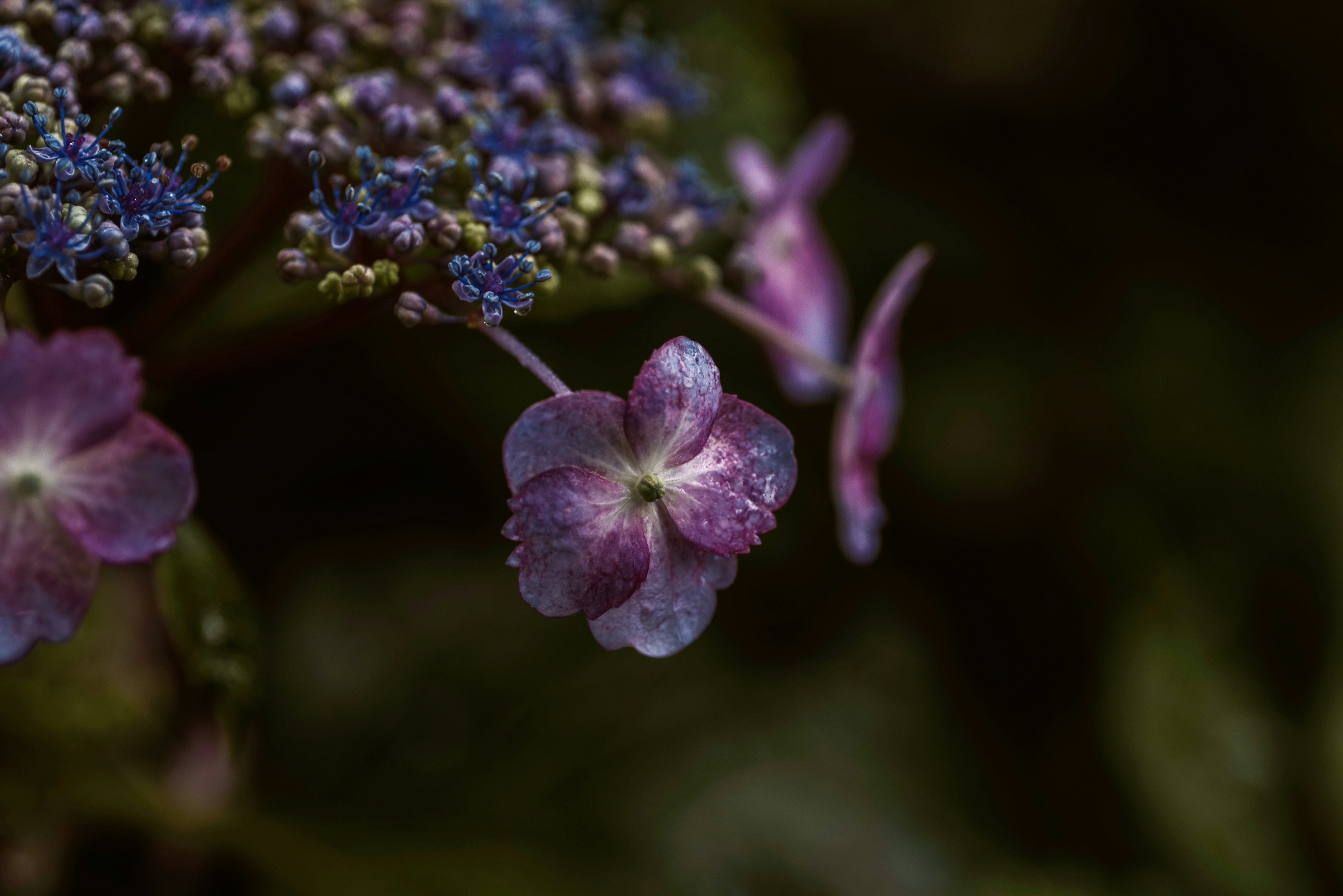 Close-up of hydrangea flowers wet with rain