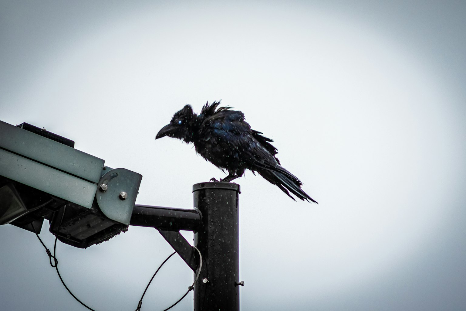 A black raven perched on a pole with a blurred background
