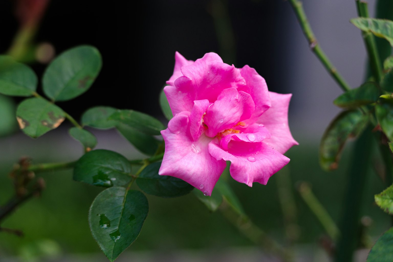 Un fiore di rosa rosa circondato da foglie verdi