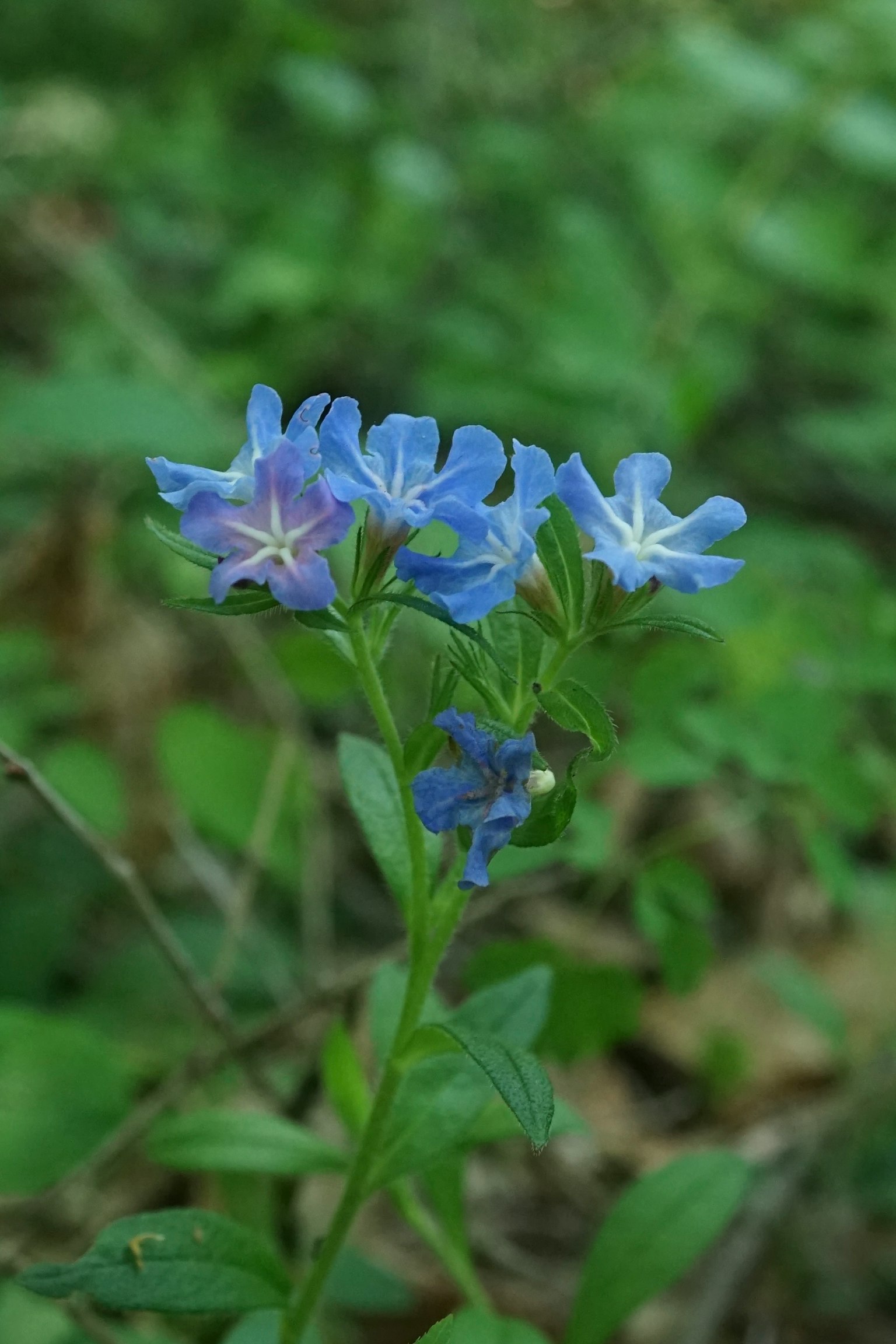 Imagen en primer plano de una planta con flores azules