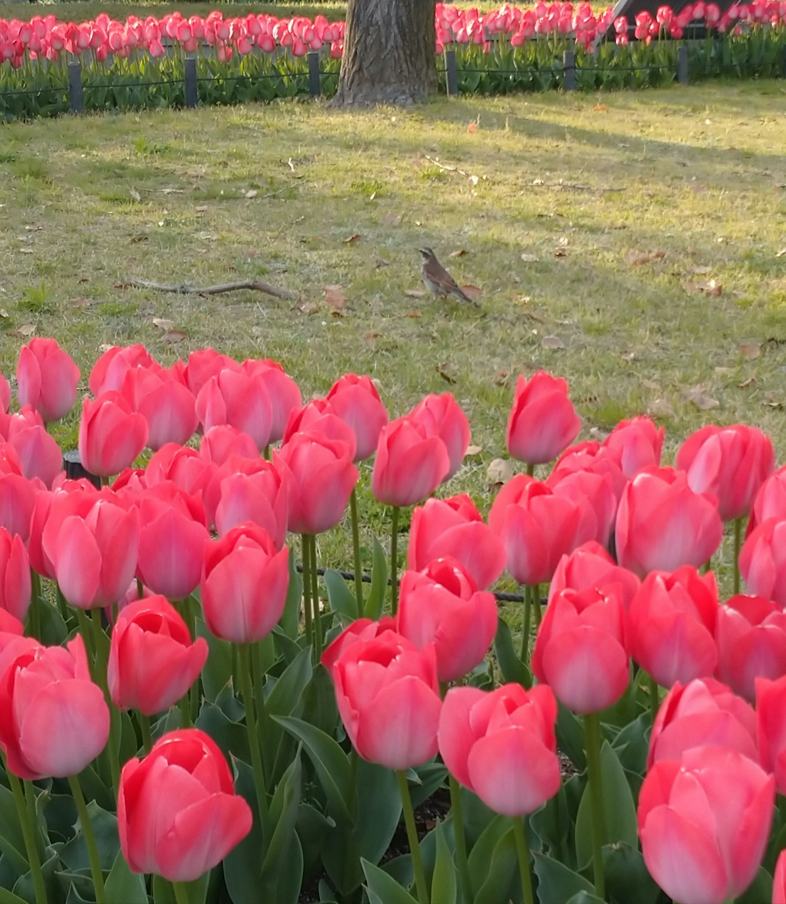 Những bông tulip hồng rực rỡ nở trong cảnh quan công viên