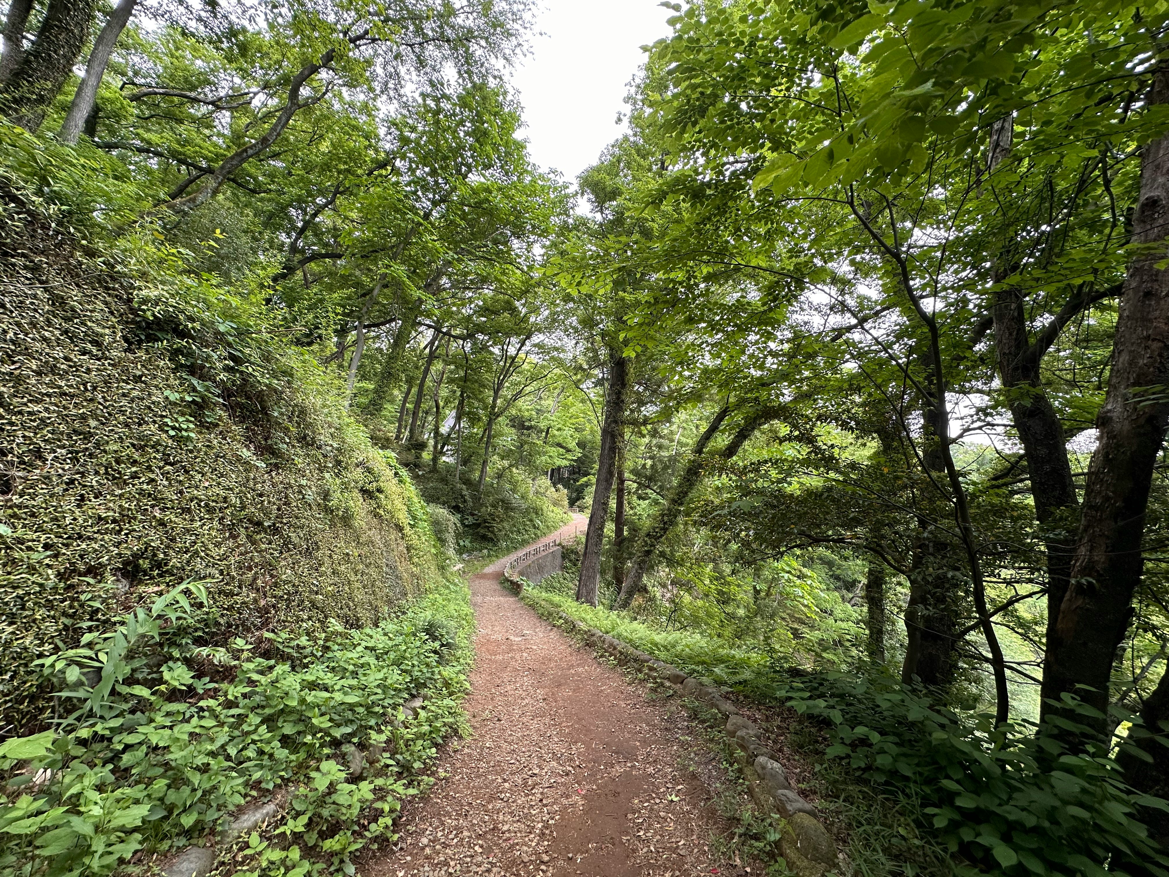 緑の山道を続く自然の小径
