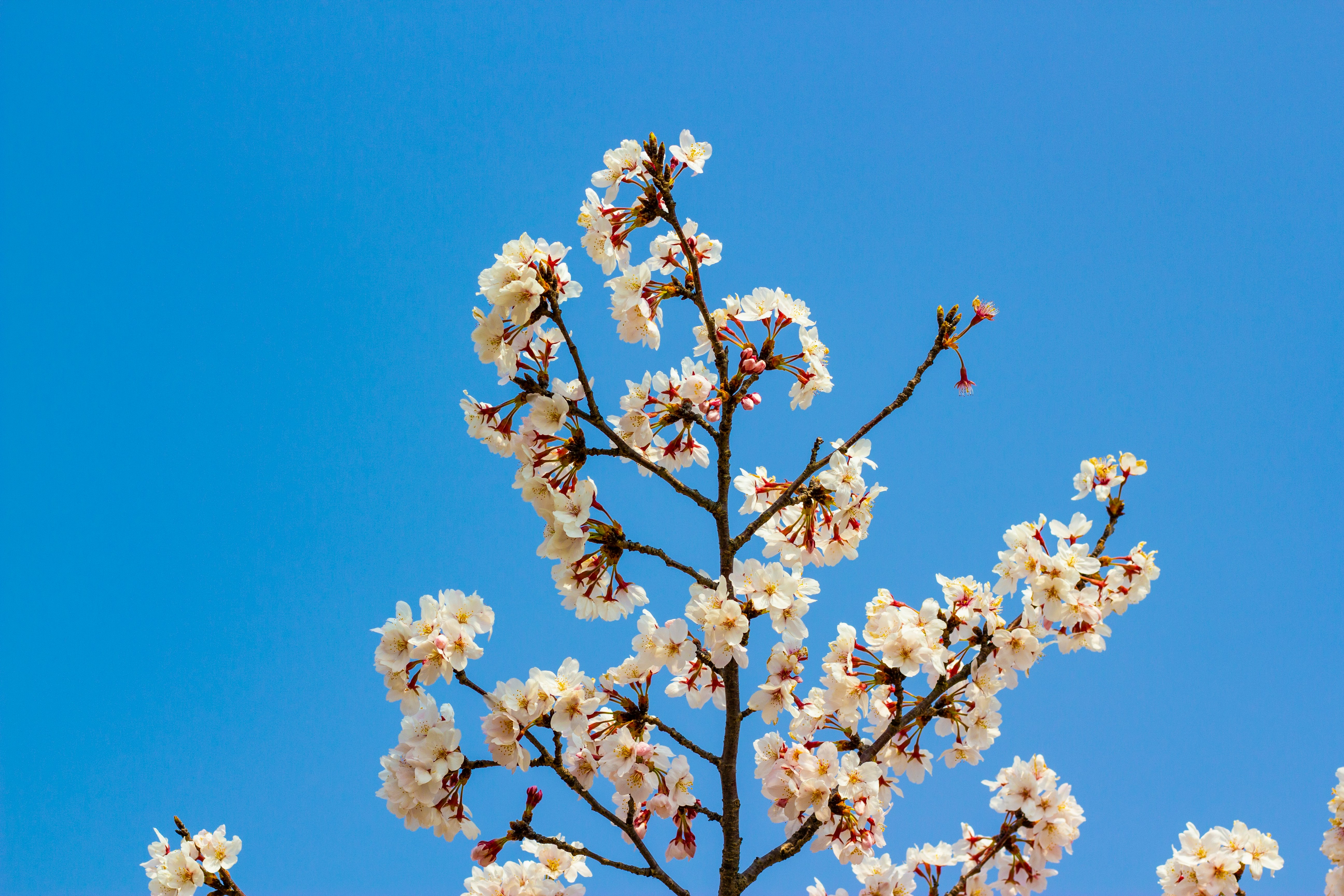 Kirschblütenzweig vor klarem blauem Himmel