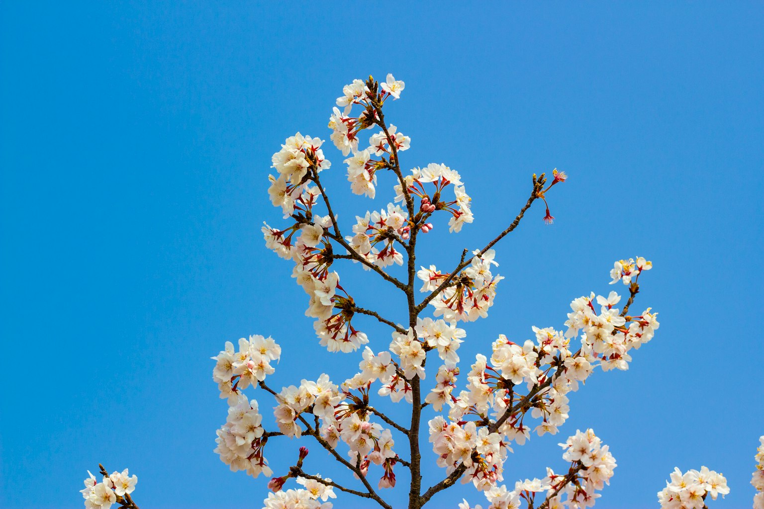Un ramo con fiori bianchi in fiore contro un cielo blu