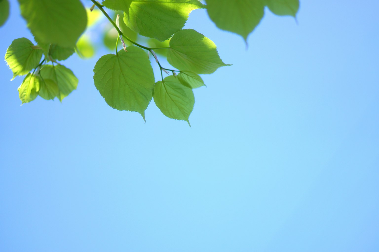 Close-up of green leaves against a blue sky