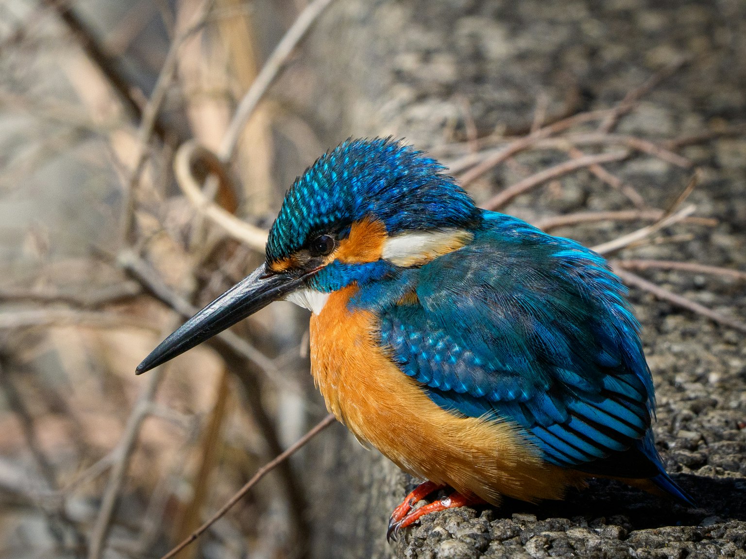 Ein Eisvogel mit blauen und orangefarbenen Federn, der auf einem Stein sitzt