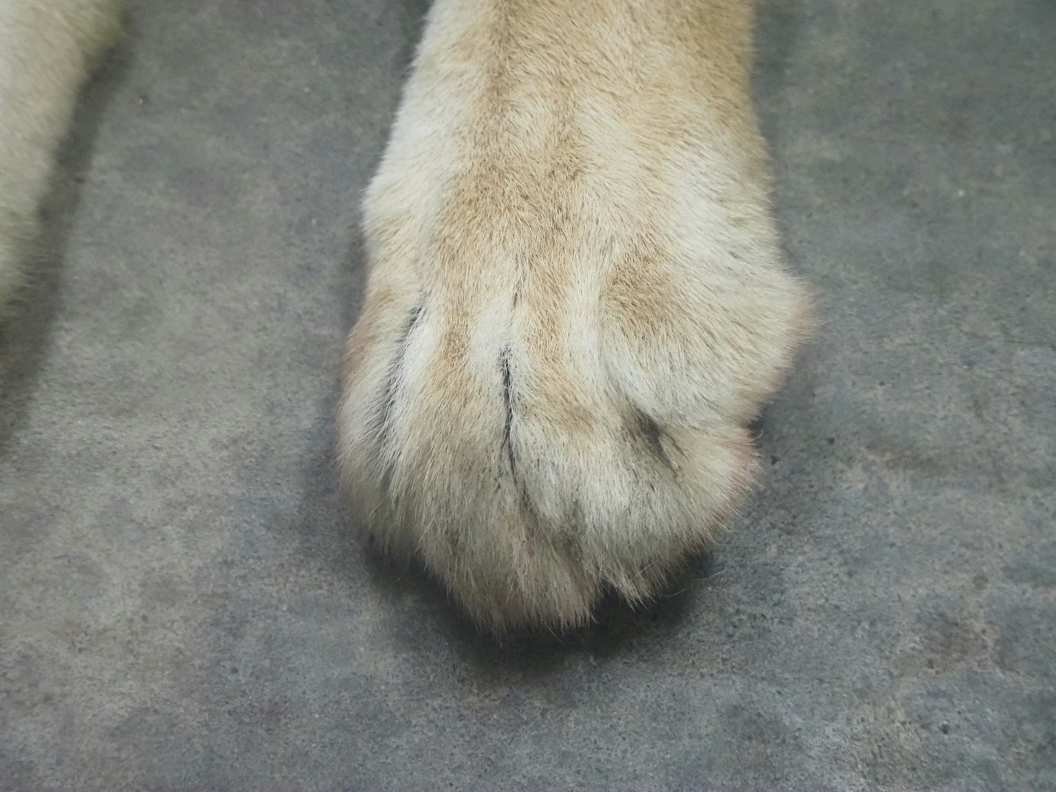Primo piano di una zampa di gatto con pelo morbido e cuscinetti distintivi