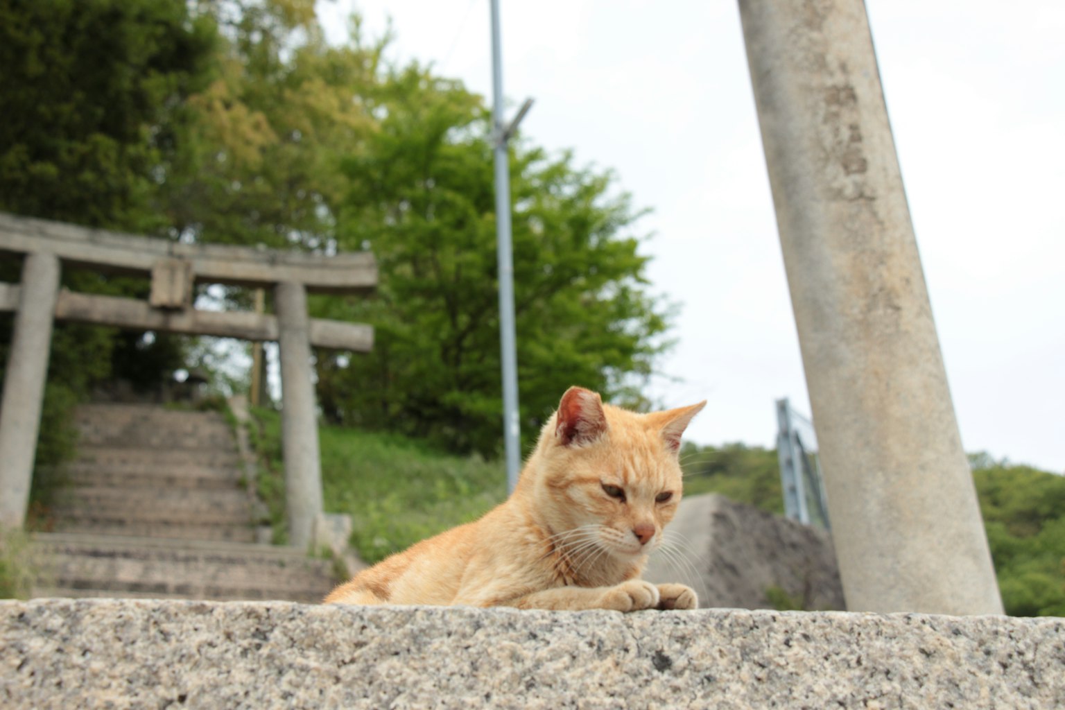 橙色猫咪在台阶底部休息，背景有鸟居