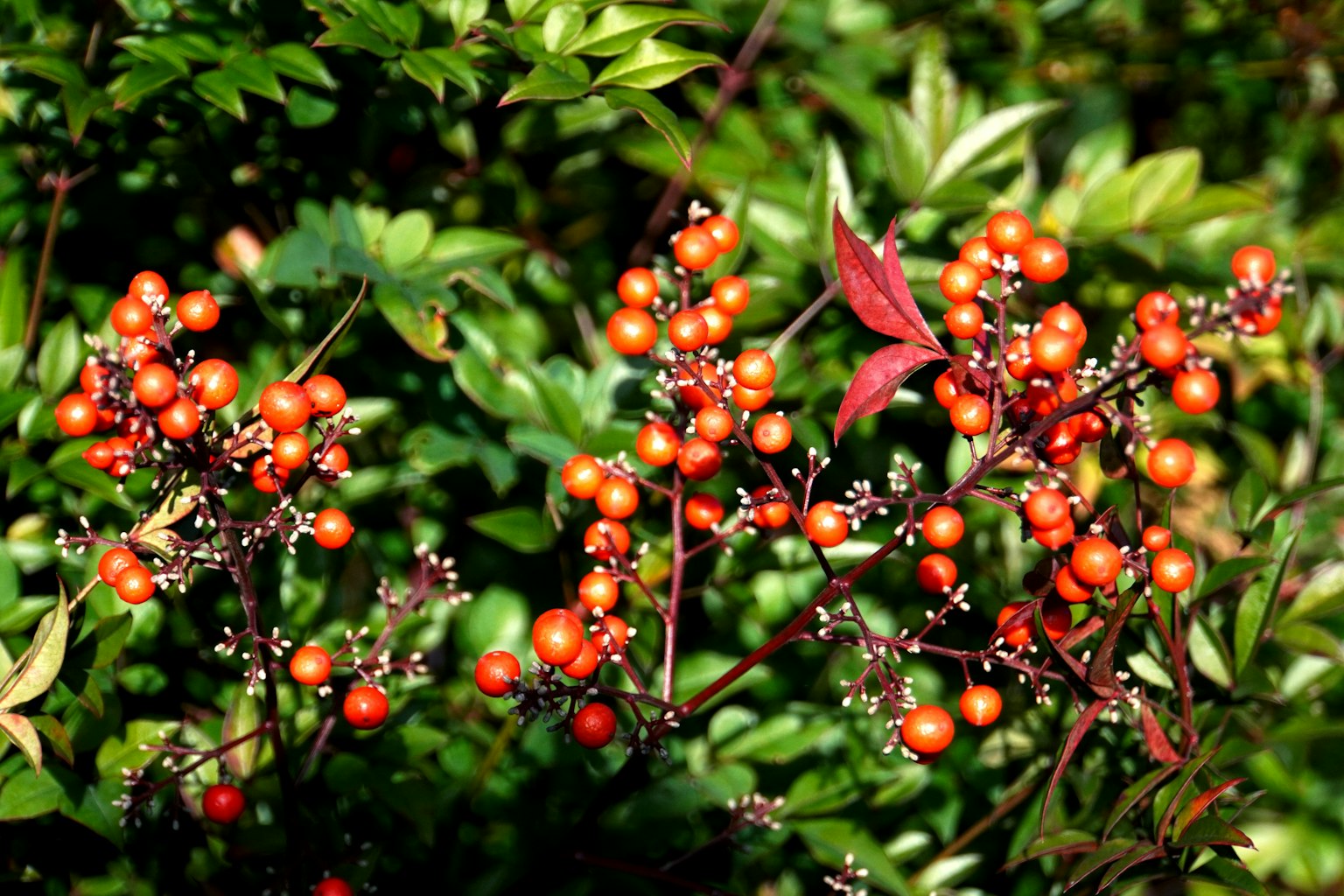 Close-up tanaman dengan buah oranye cerah dikelilingi daun hijau