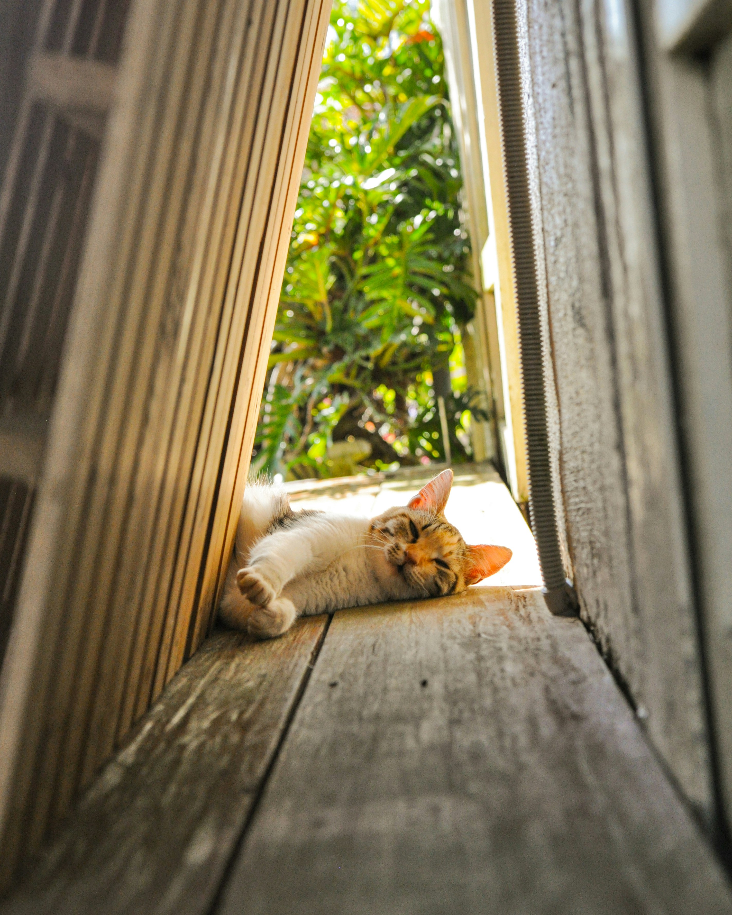 木製のすき間から見える通路でくつろぐ猫