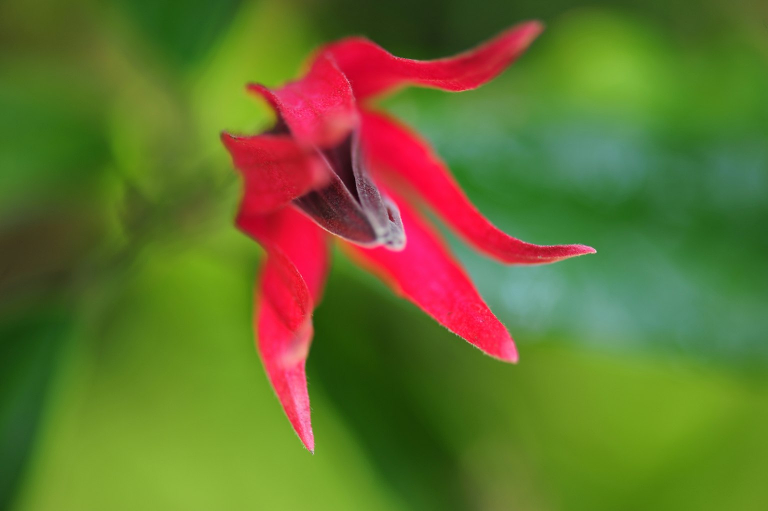 Acercamiento de una flor roja vibrante contra un fondo verde