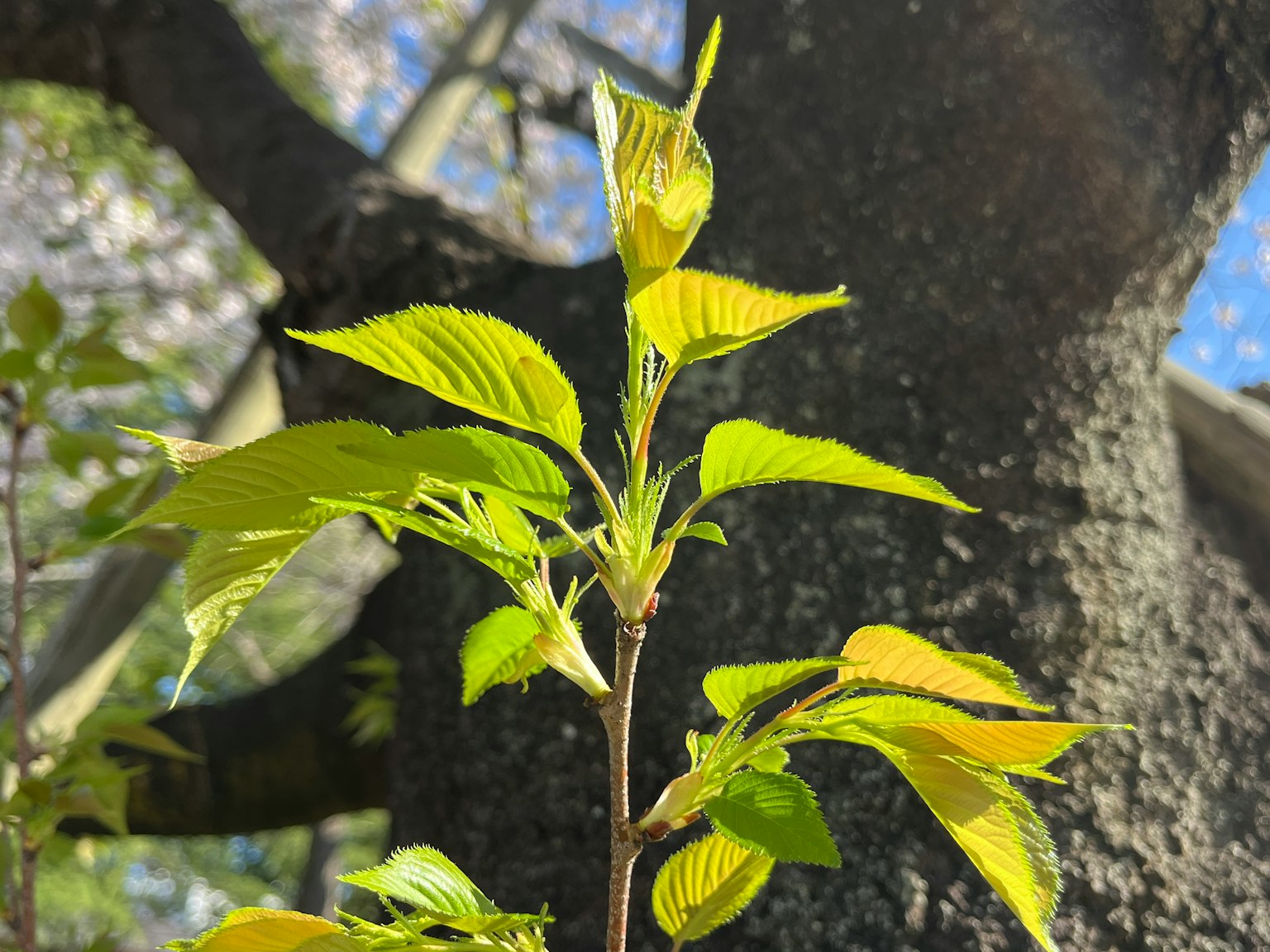 Gros plan de feuilles vertes lumineuses sur une branche d'arbre