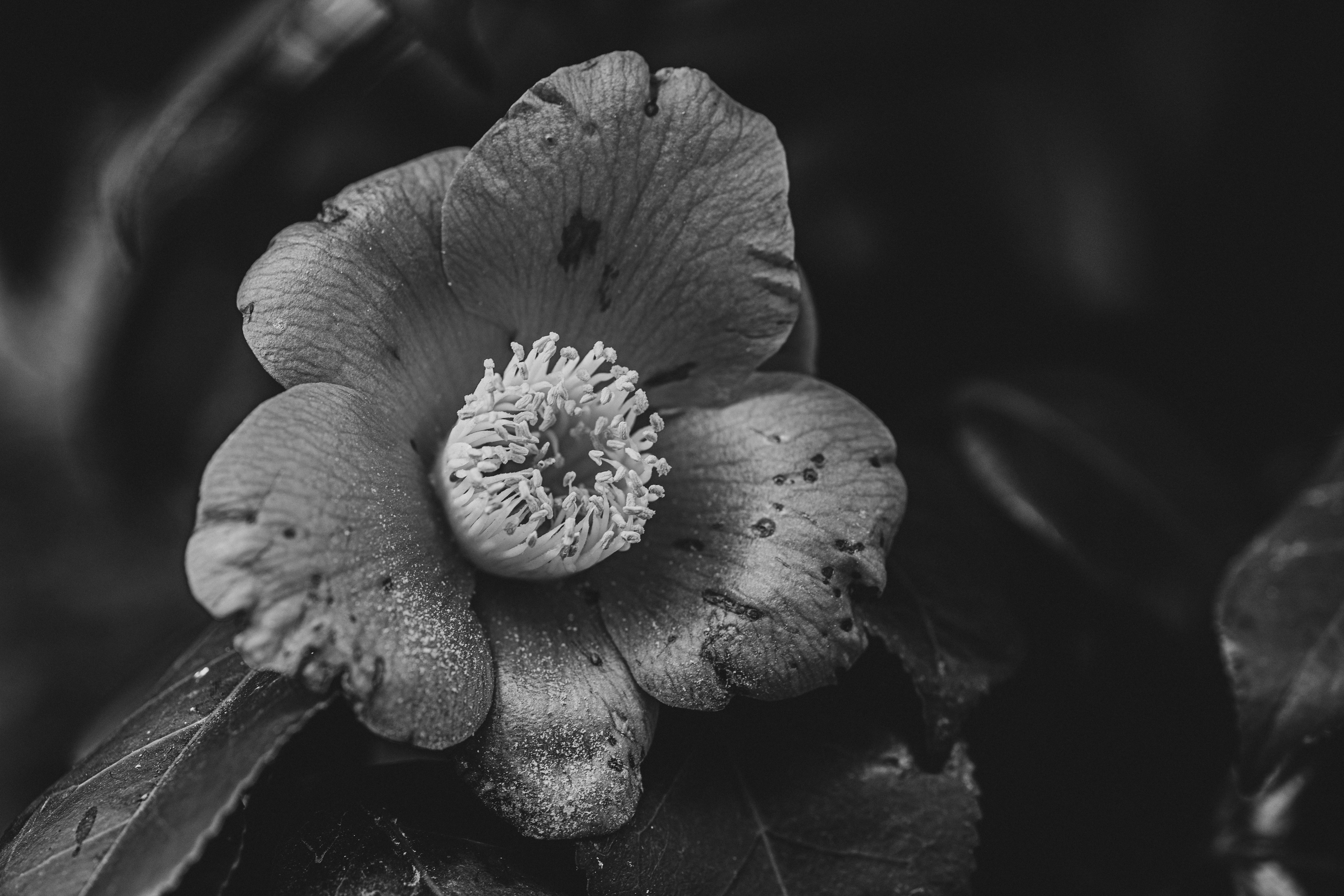 冬の終わりの椿の花びらと花芯のクローズアップ