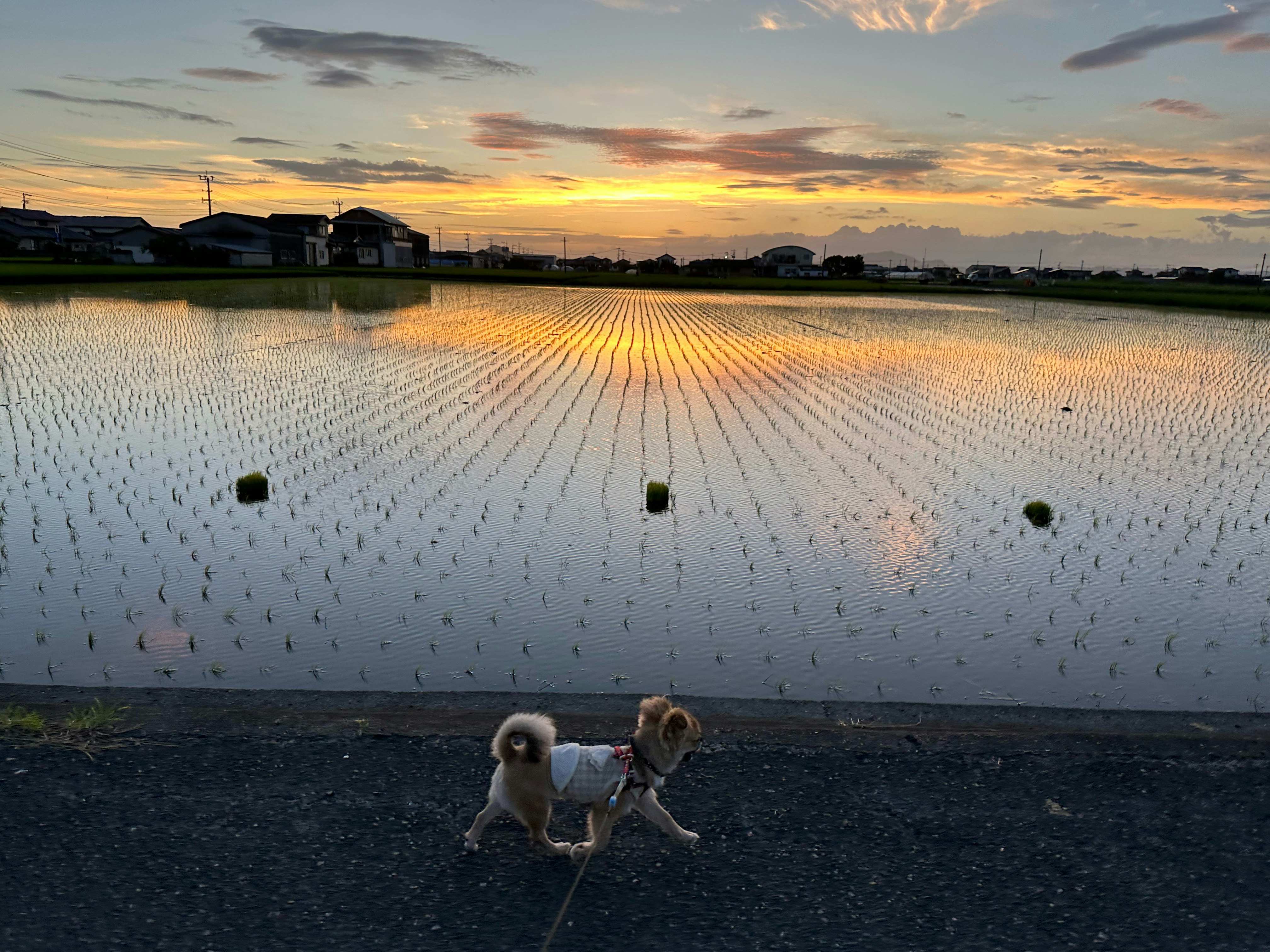 夕焼けの田んぼの道を歩くチワワ