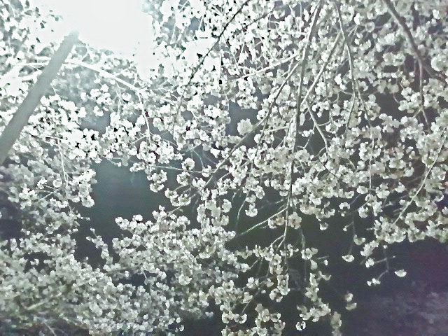 close-up of cherry blossoms on a night branch