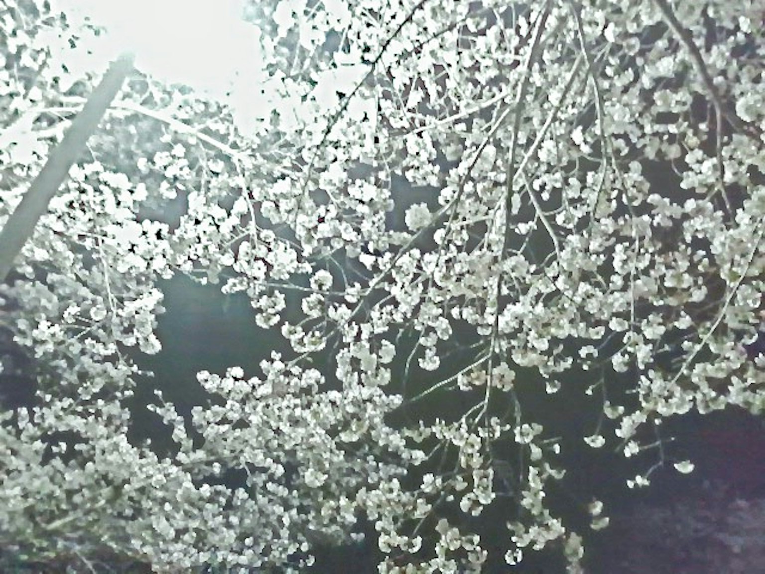 Vista nocturna de ramas con flores blancas en flor