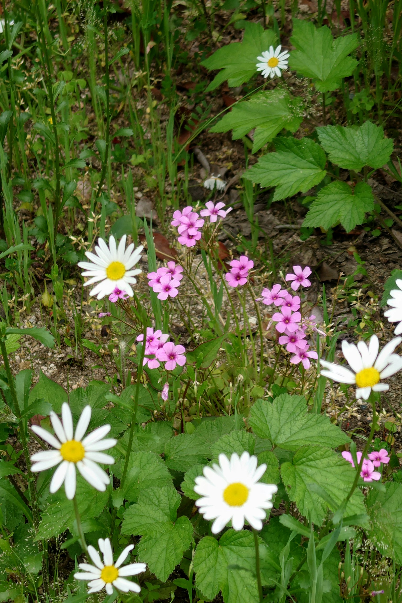 A vibrant scene featuring white daisies and pink flowers among lush greenery