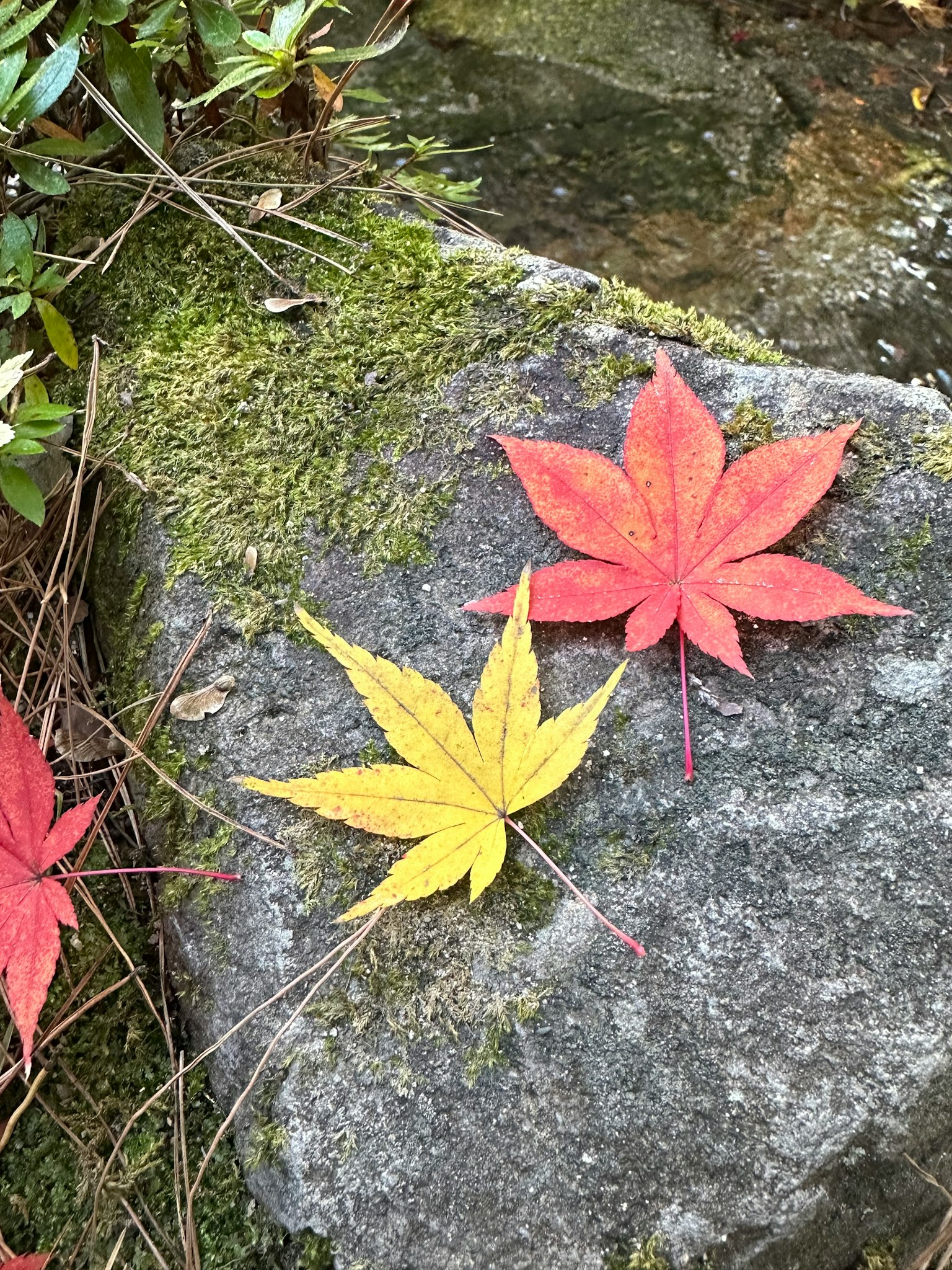 ใบไม้สีแดงและสีเหลืองวางอยู่บนพื้นผิวหิน