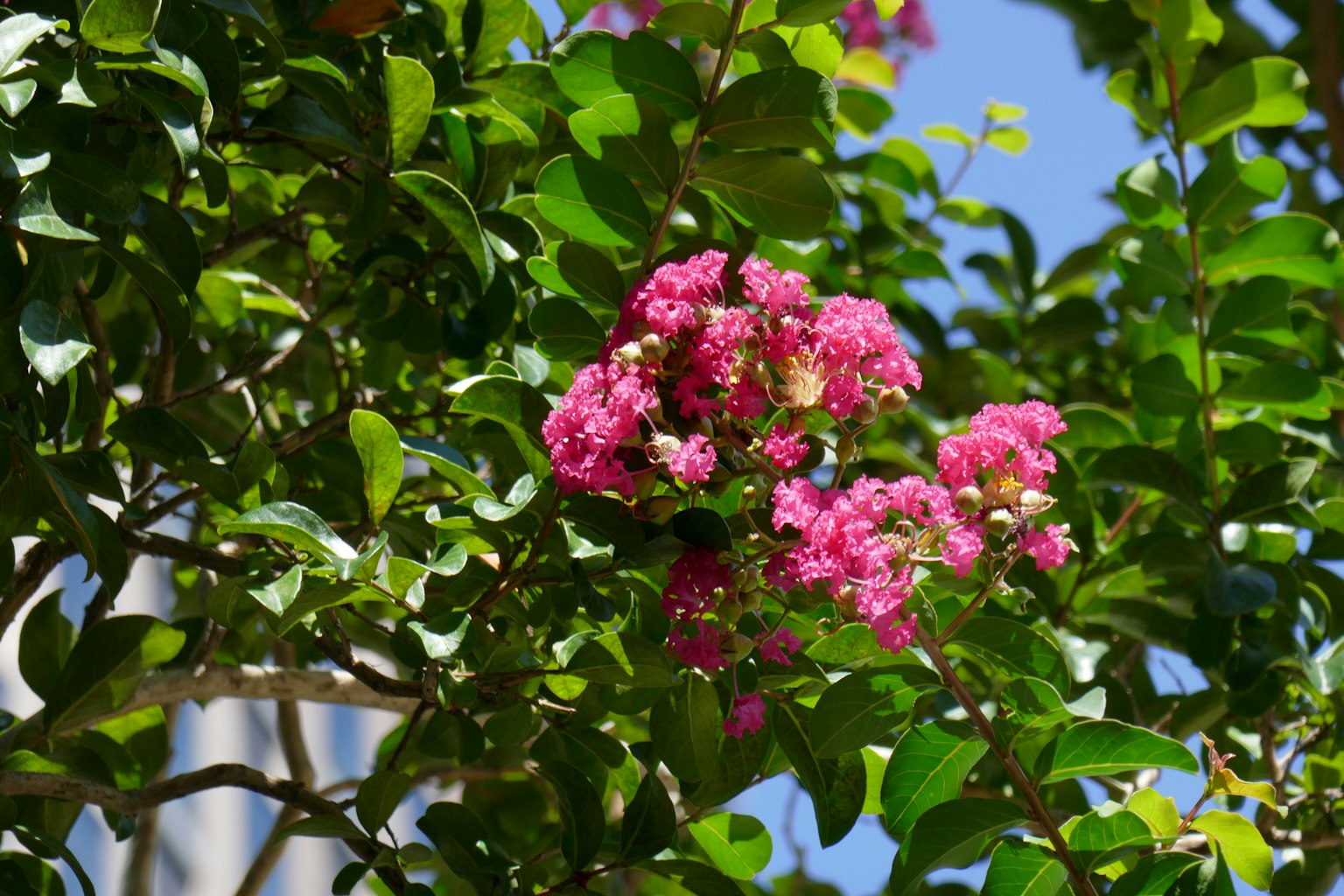 Un albero con fiori rosa vivaci circondati da foglie verdi