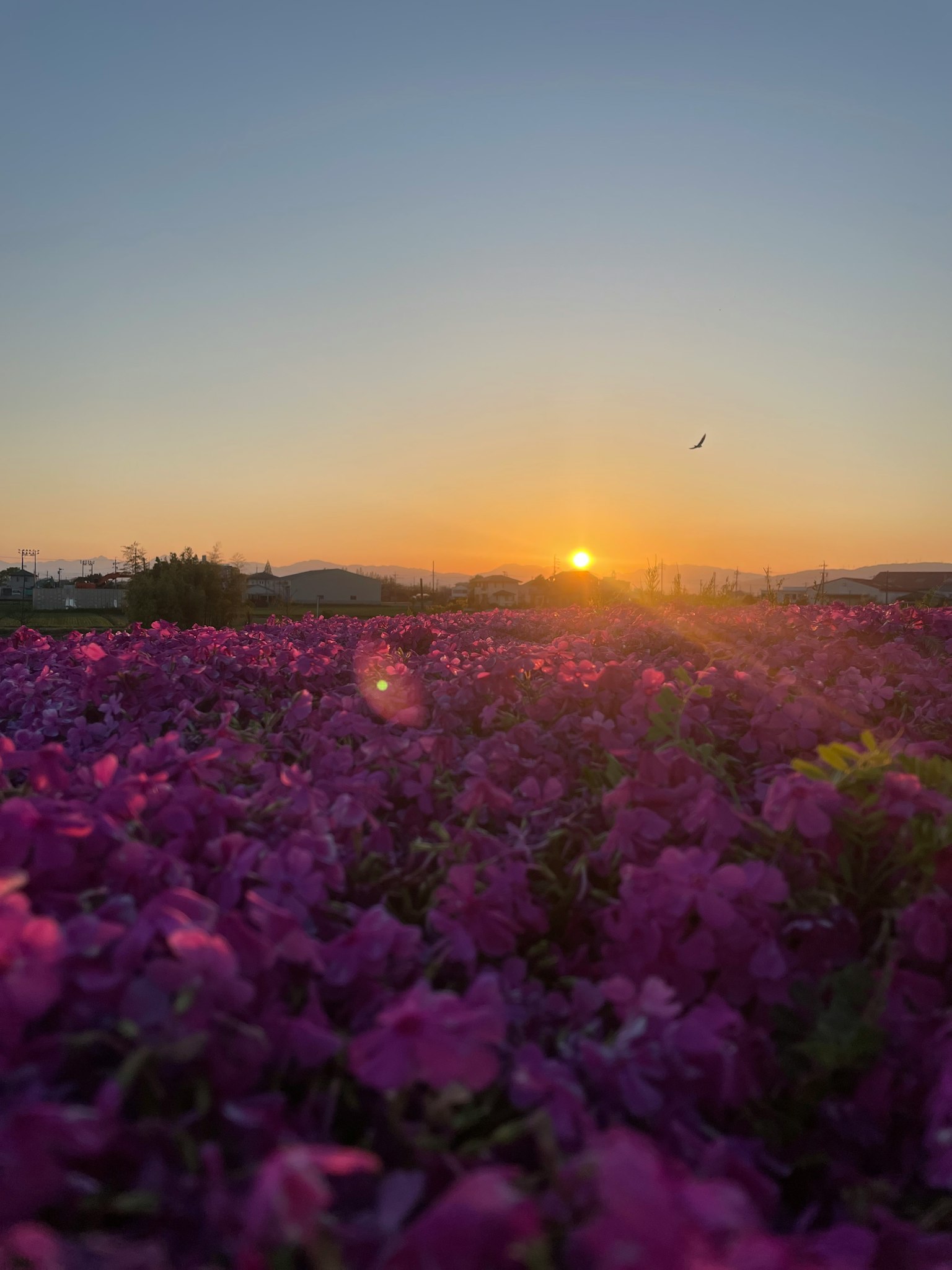 Atardecer sobre un campo de flores moradas
