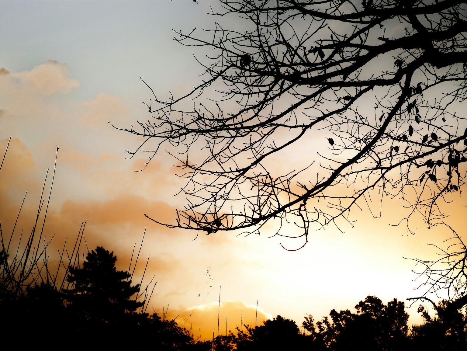 Silhouette de branches d'arbre contre un ciel de coucher de soleil
