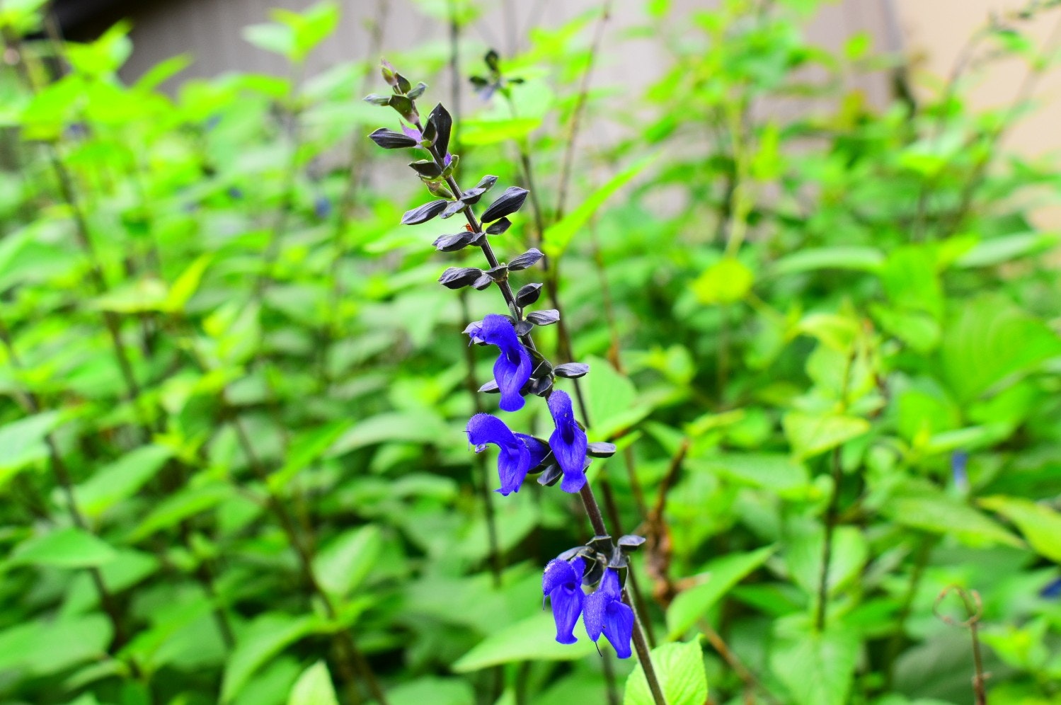 德國鼠尾草（傑曼德鼠尾草）的藍色花朵與花園草叢