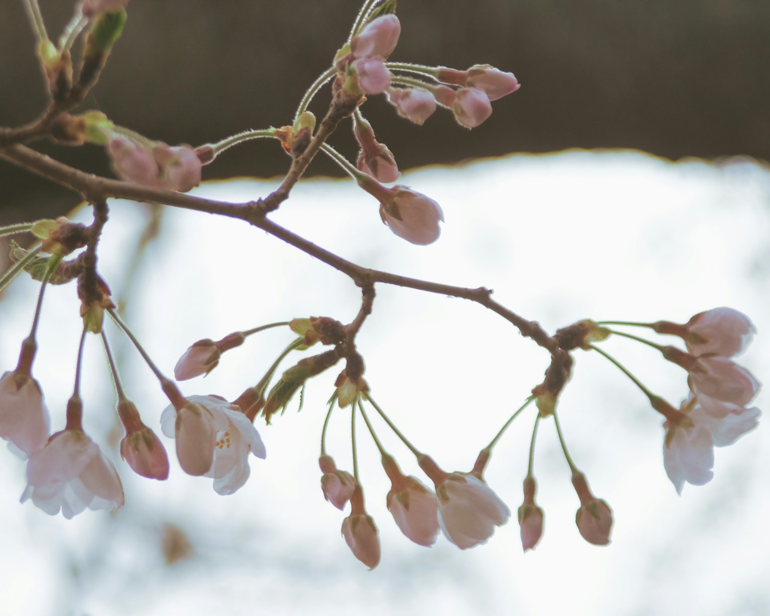 Cherry blossom branch with buds and opened petals