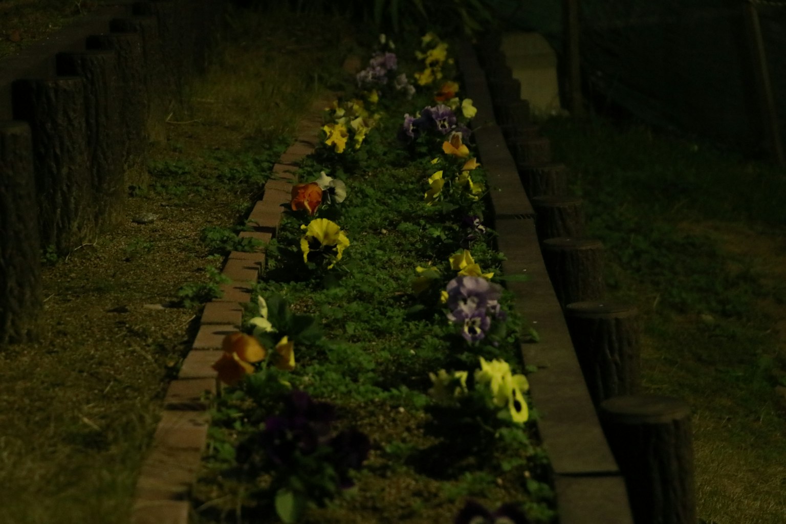 Garden pathway with blooming flowers at night