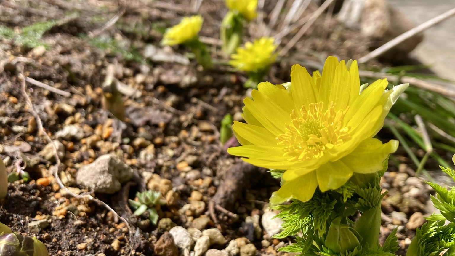 Close-up of yellow flowers blooming on the ground